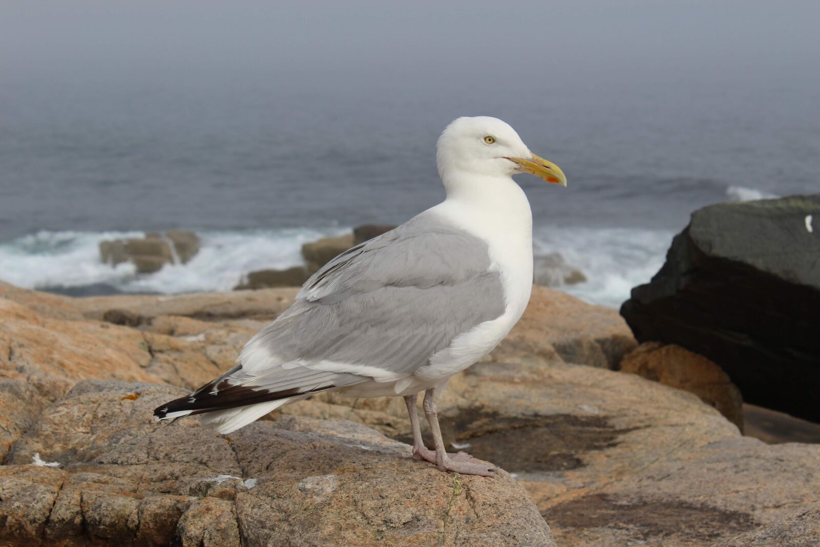 Canon EOS 1200D (EOS Rebel T5 / EOS Kiss X70 / EOS Hi) sample photo. Bird, seagull, sea photography