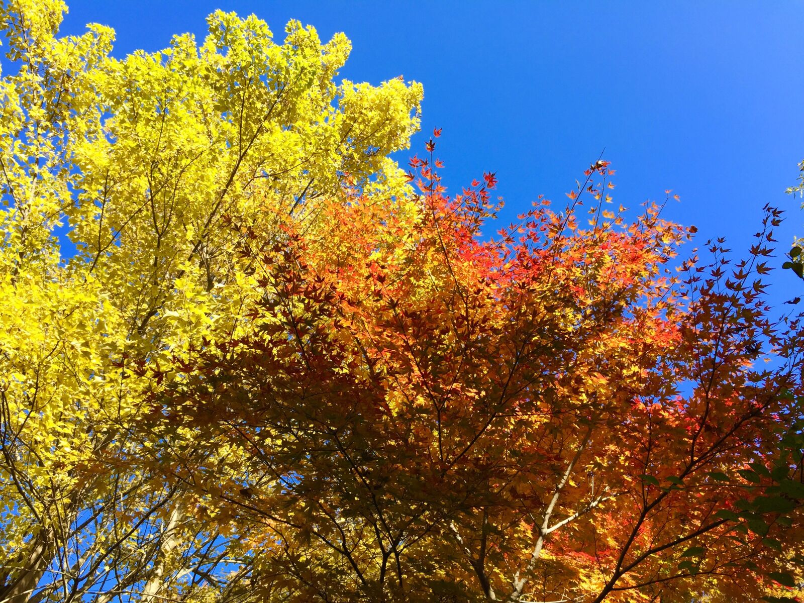 iPhone 6 Plus back camera 4.15mm f/2.2 sample photo. Autumnal leaves, maple, autumn photography