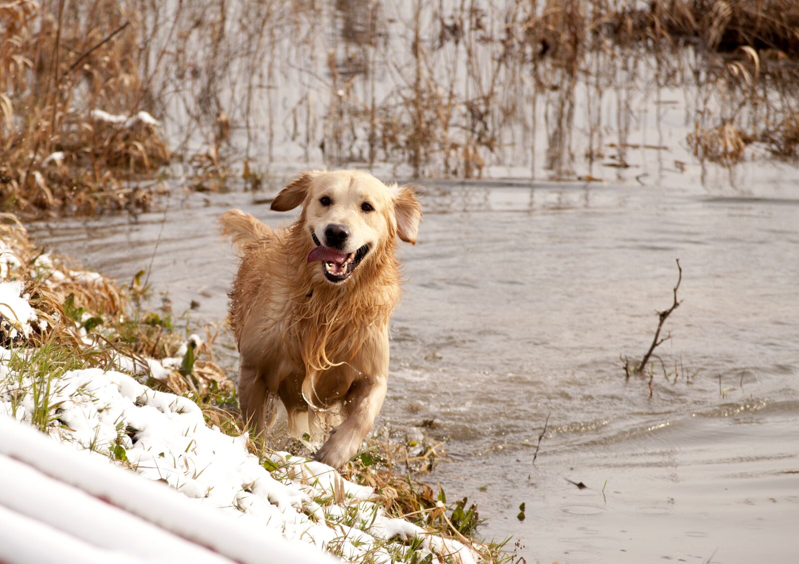 Nikon D5000 sample photo. Golden, lab, retriever photography