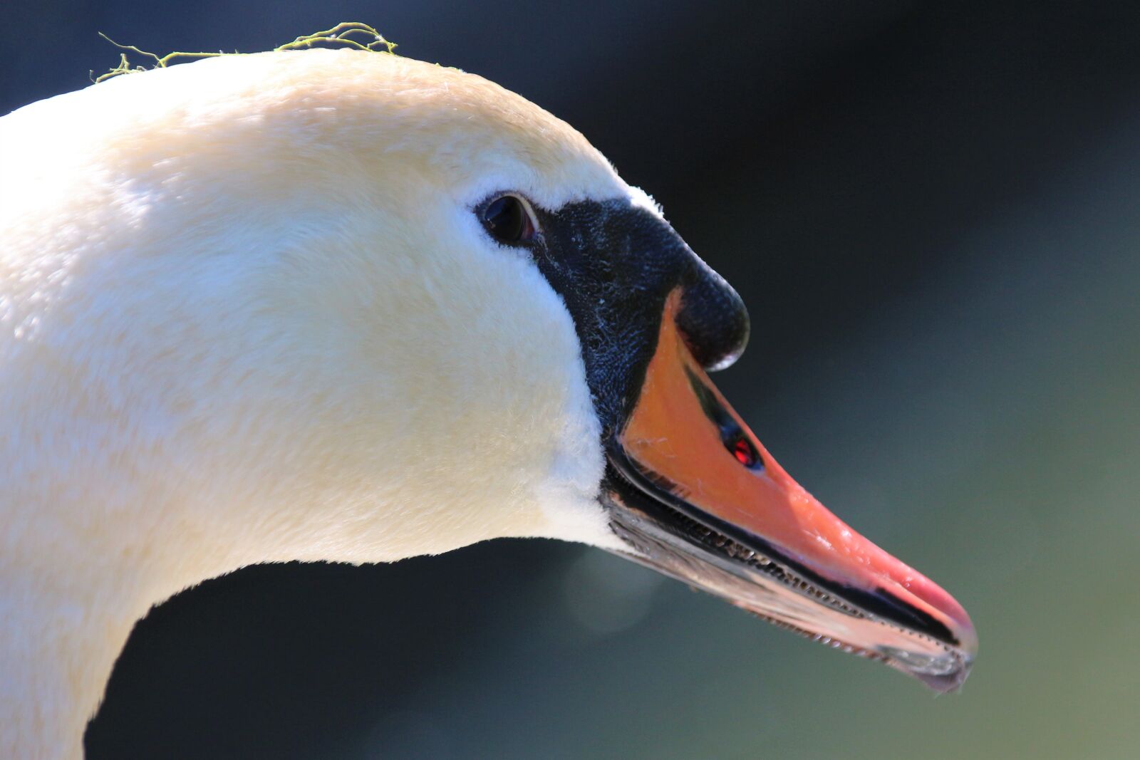 Canon EOS 700D (EOS Rebel T5i / EOS Kiss X7i) sample photo. Animal, swan, bird photography