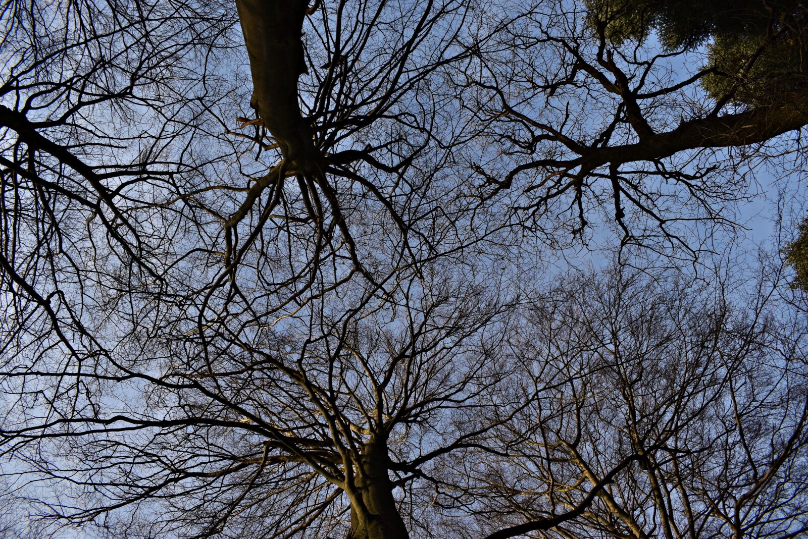 Nikon D3300 sample photo. Trees, nature, forest photography