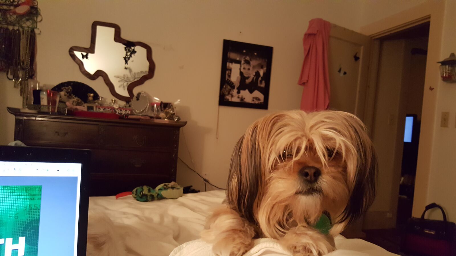 Samsung Galaxy Note5 sample photo. Bed, bedroom, dog, hairy photography