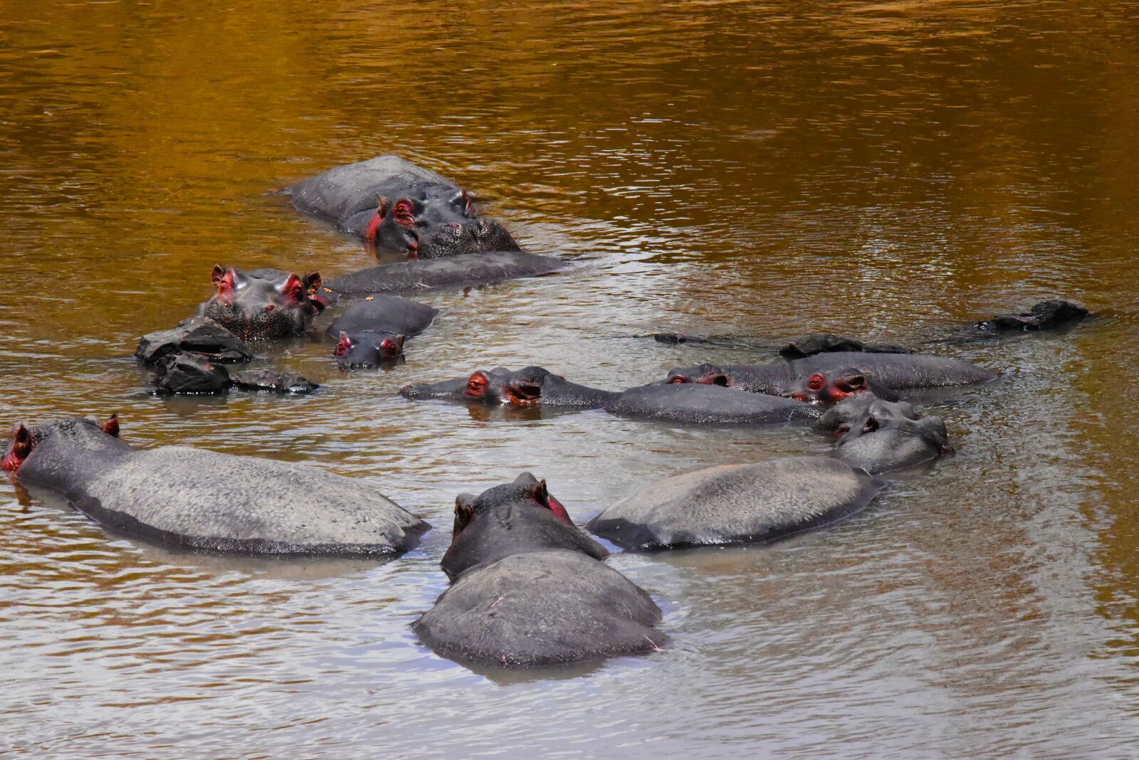 Nikon D5500 sample photo. Wildlife, tanzania, africa photography