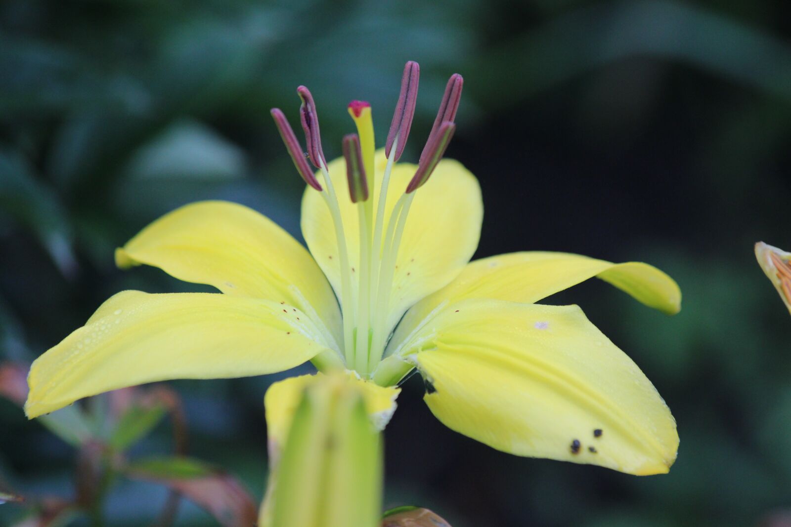 Canon EOS 650D (EOS Rebel T4i / EOS Kiss X6i) sample photo. Lily, flower, yellow photography