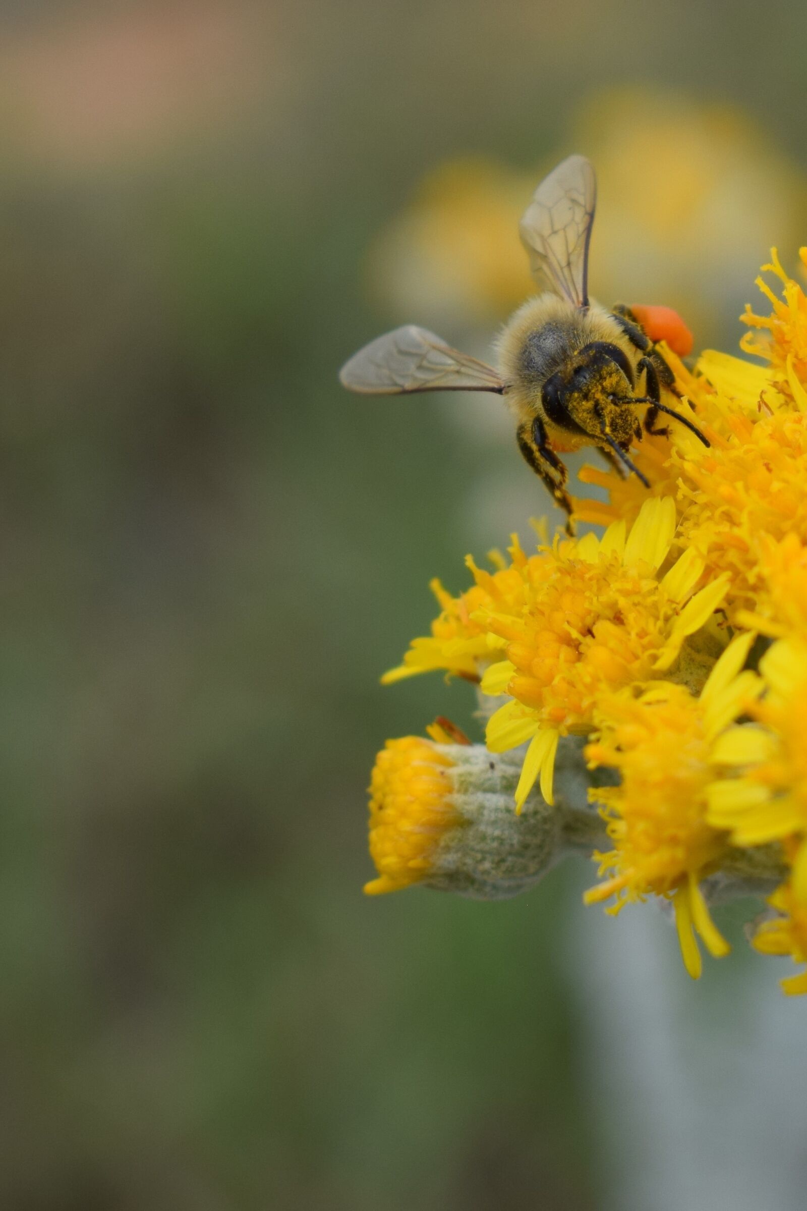 Nikon D3300 sample photo. Fertilization, bee, flower photography