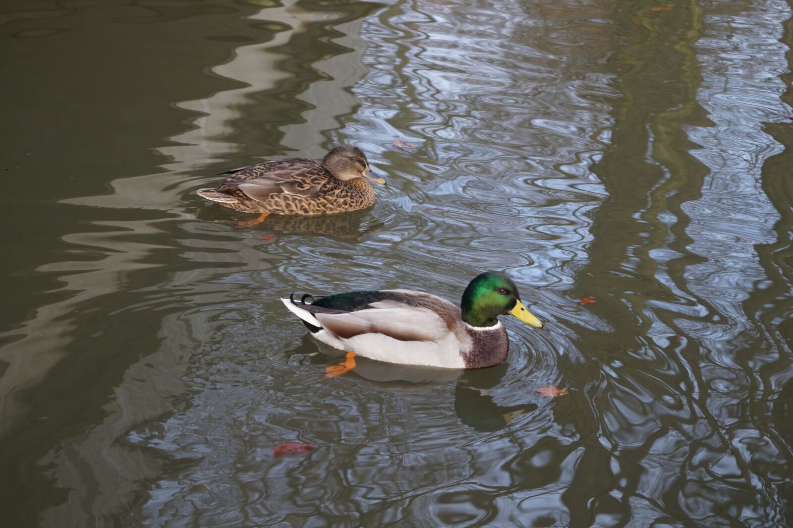 Sony DT 18-55mm F3.5-5.6 SAM II sample photo. Duck, water, animal photography
