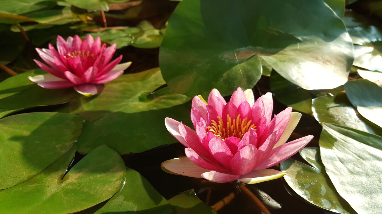 Samsung Galaxy Note5 sample photo. Red lotus, nymphaea alba photography