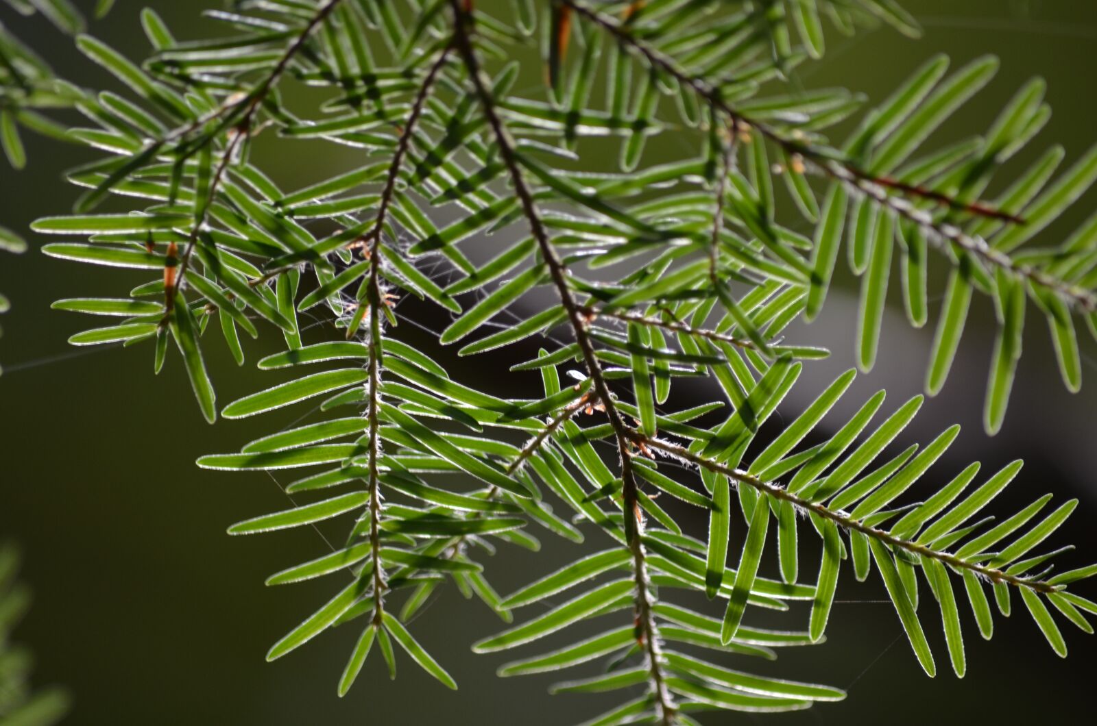 Nikon D5100 sample photo. Leaves, leaf, nature photography
