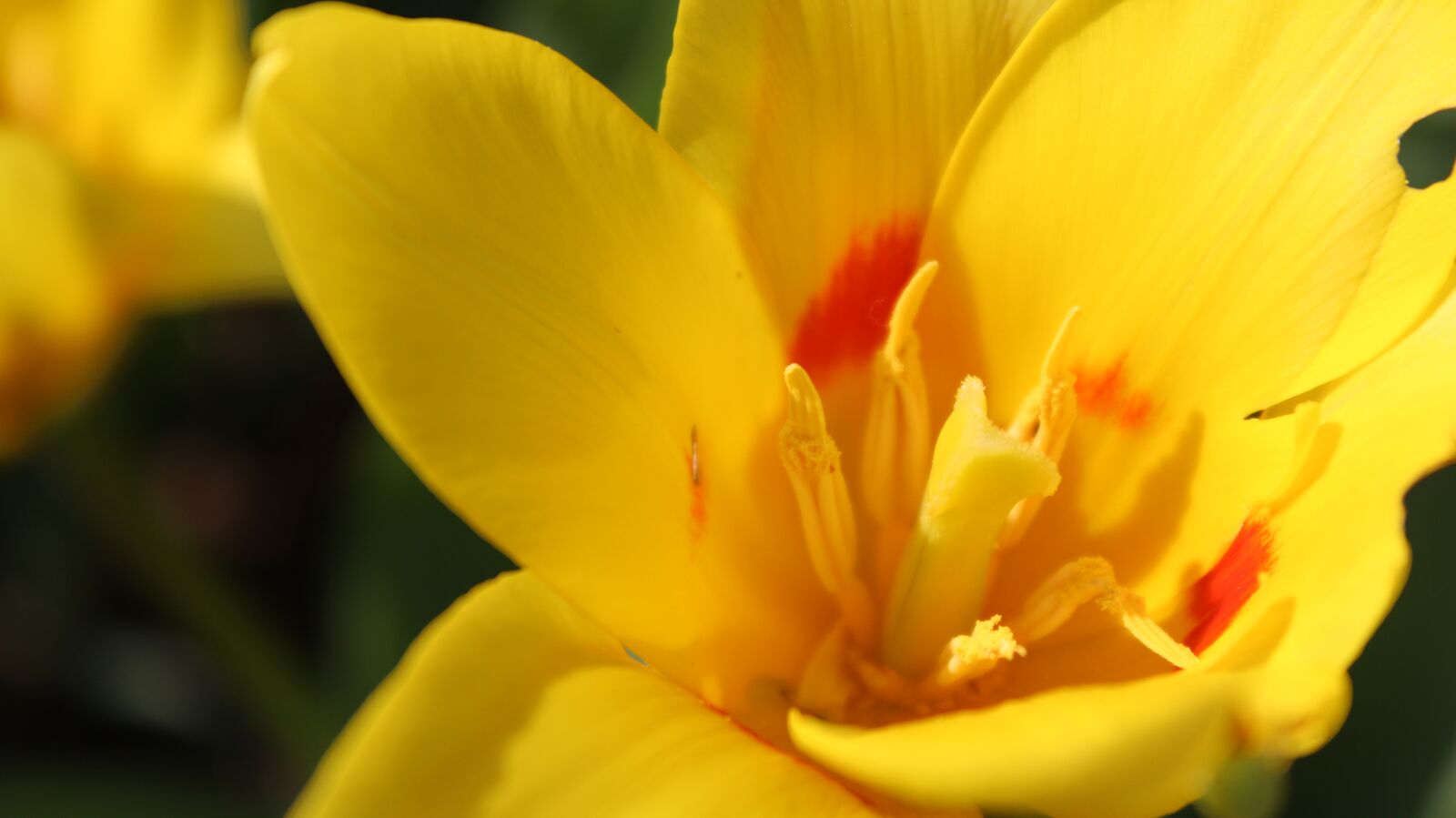 Canon EOS 600D (Rebel EOS T3i / EOS Kiss X5) sample photo. Flower, yellow, yellow flowers photography