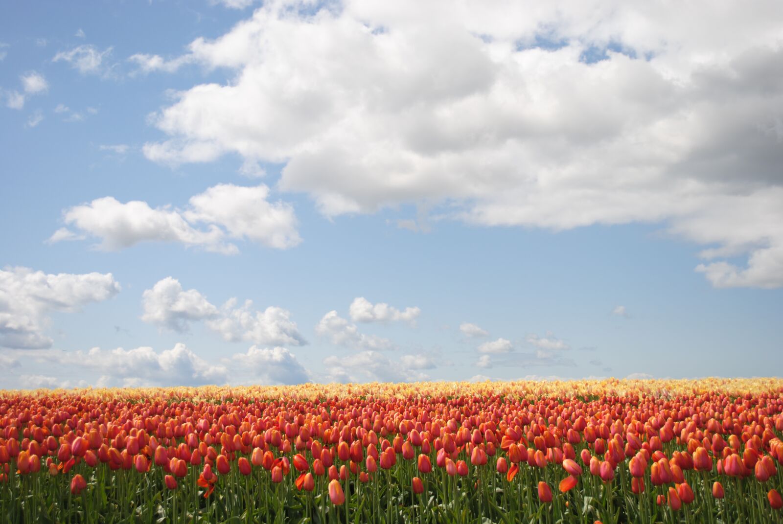 Nikon D3000 sample photo. Flowers, tulip, field photography