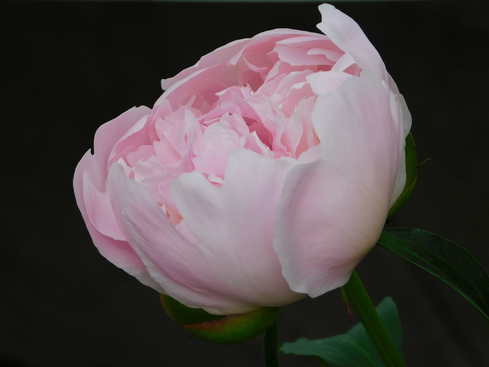 Nikon Coolpix B500 sample photo. Pink, peony, blossom photography