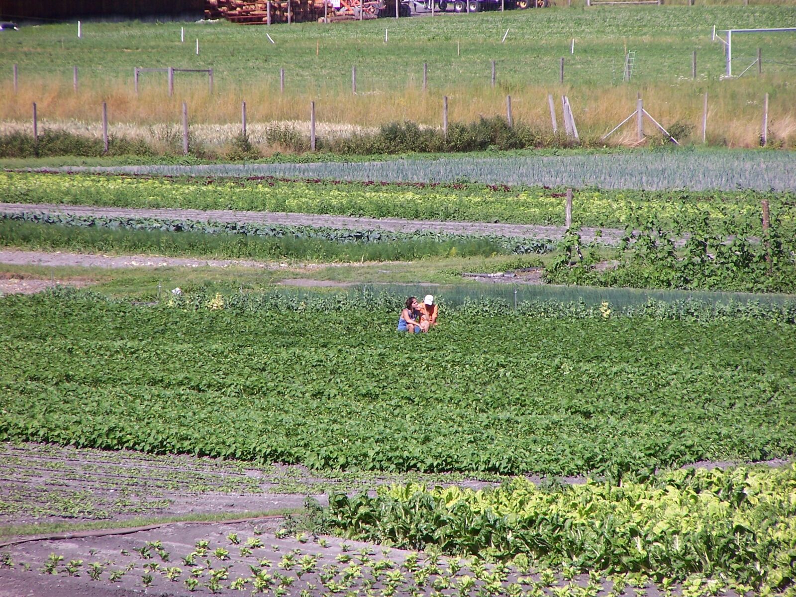 Kodak DX6490 ZOOM DIGITAL CAMERA sample photo. Couple, field, of, green photography