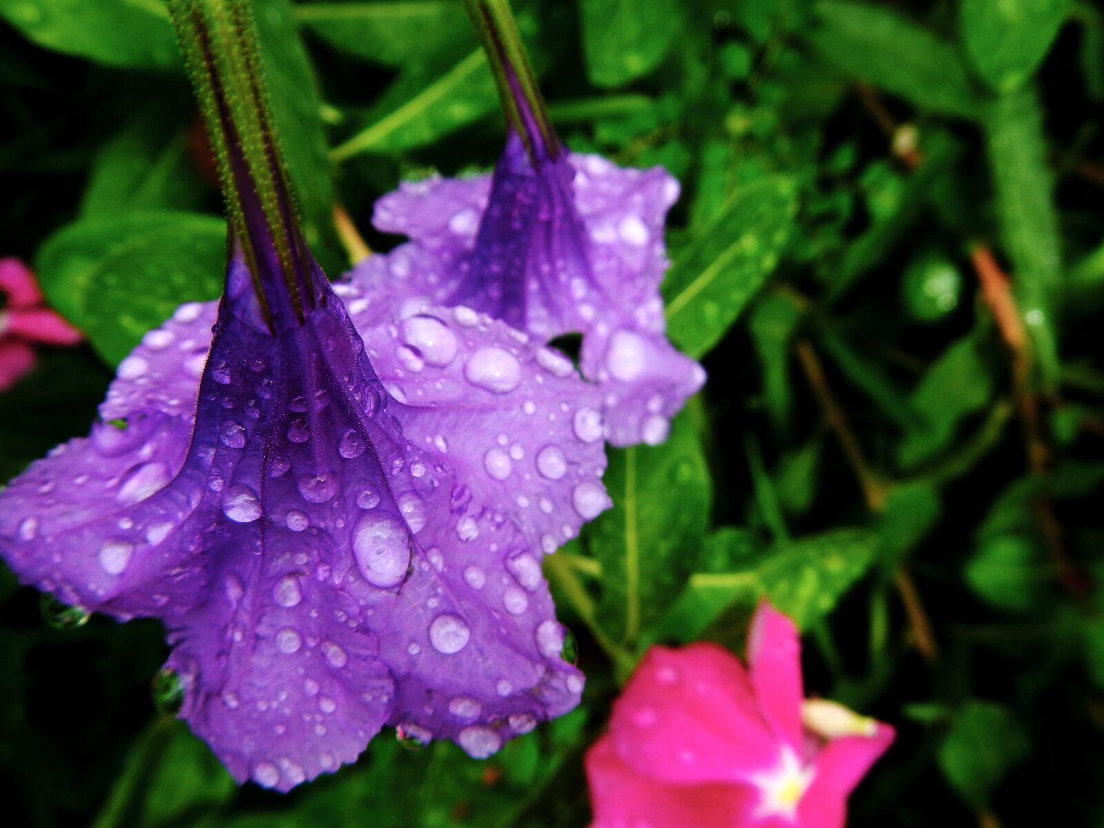 Nikon Coolpix AW110 sample photo. Flowers, purple, rocio photography