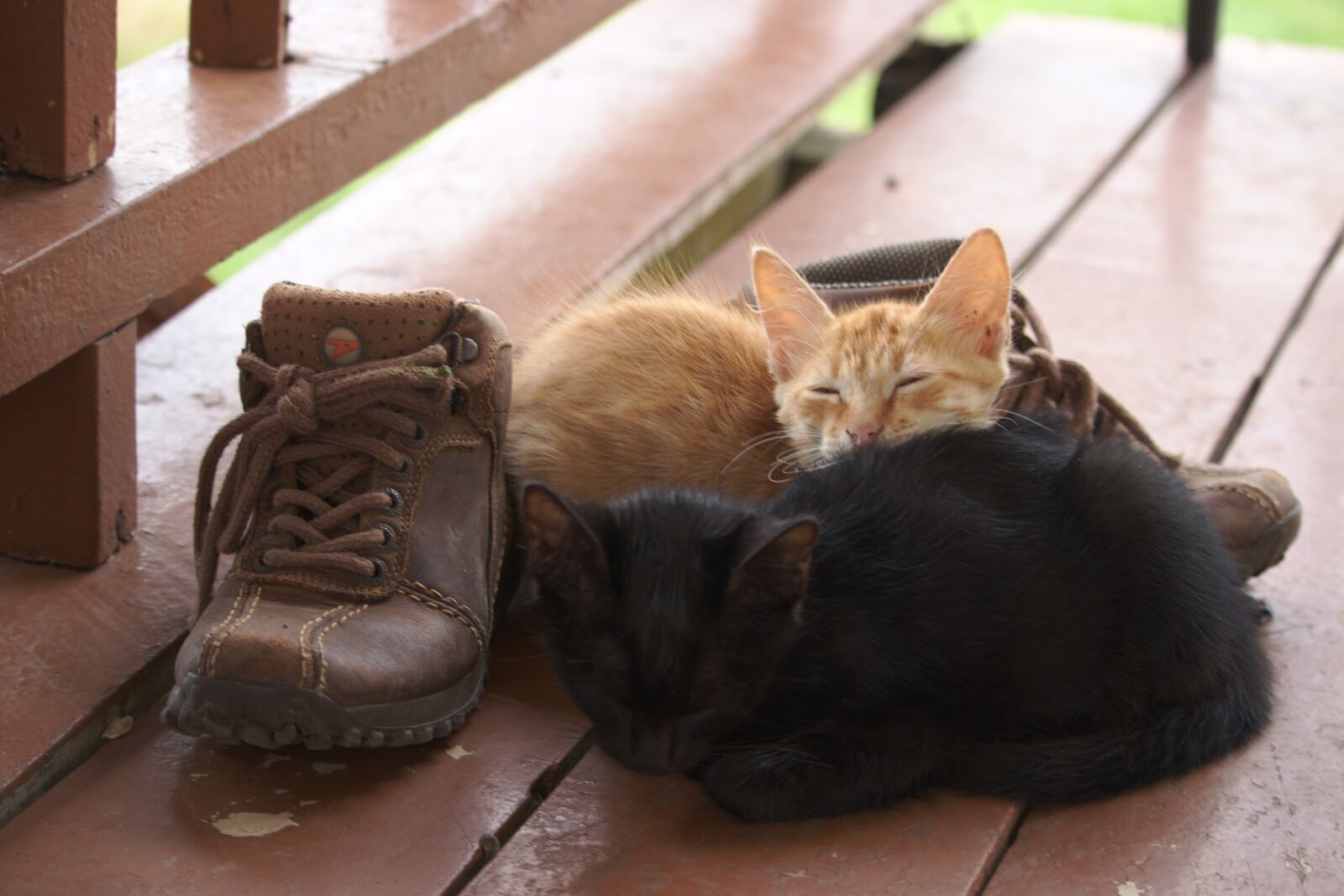 Canon EF-S 55-250mm F4-5.6 IS STM sample photo. Cat, kitten, sleep photography