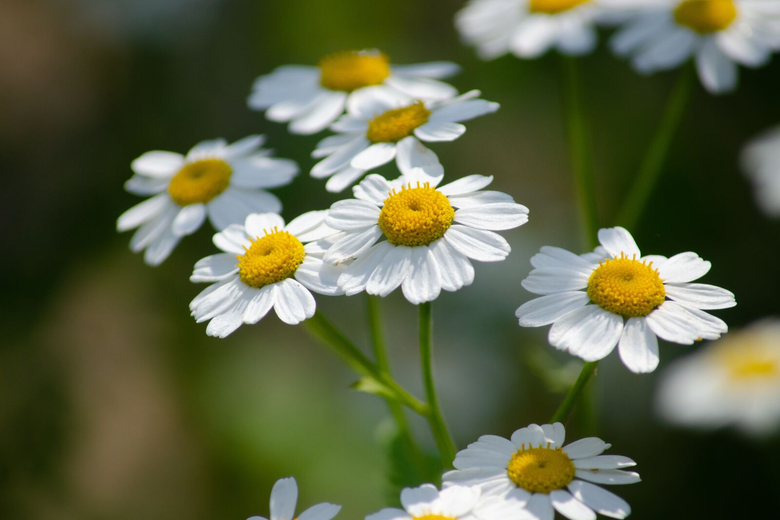 Tamron AF 55-200mm F4-5.6 Di II LD Macro sample photo. Feverfew, flowers, tanacetum parthenium photography