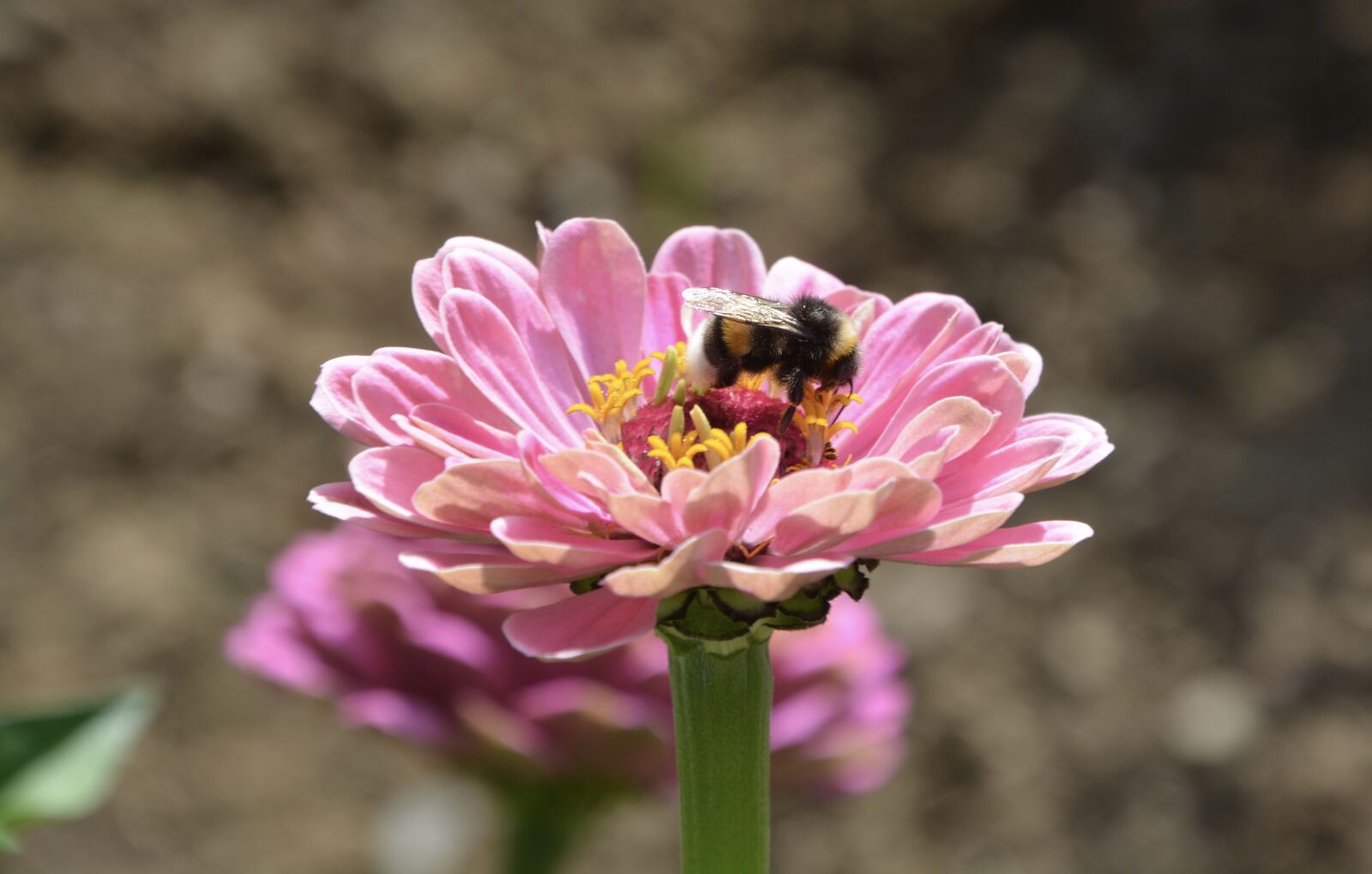 Nikon D5200 sample photo. Flower, flowers, petals photography