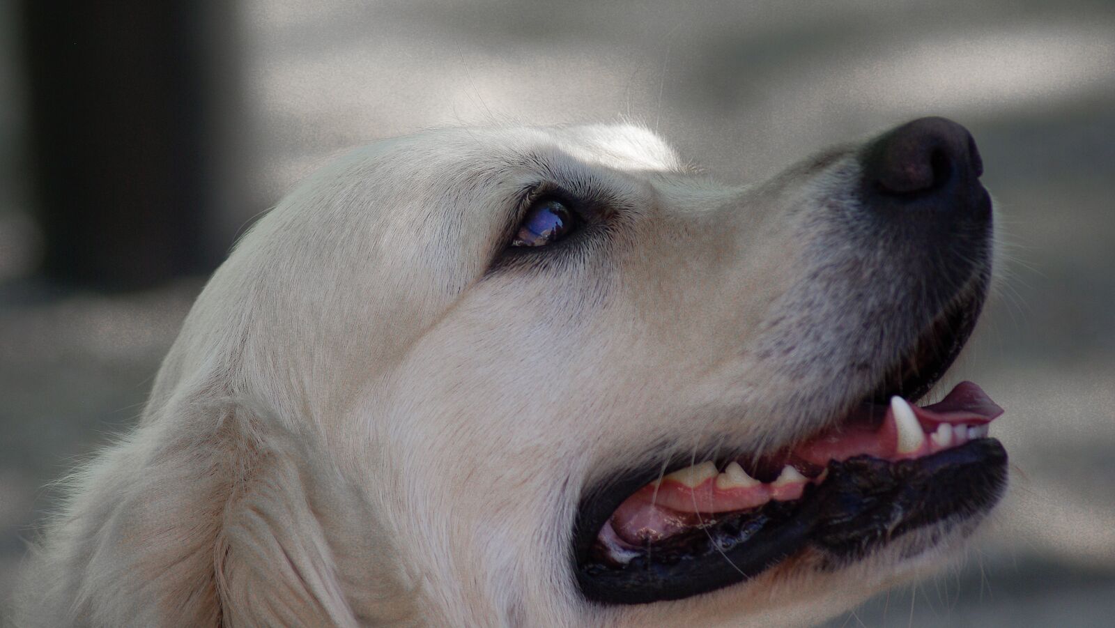 Pentax K10D sample photo. Labrador, dog, canine photography
