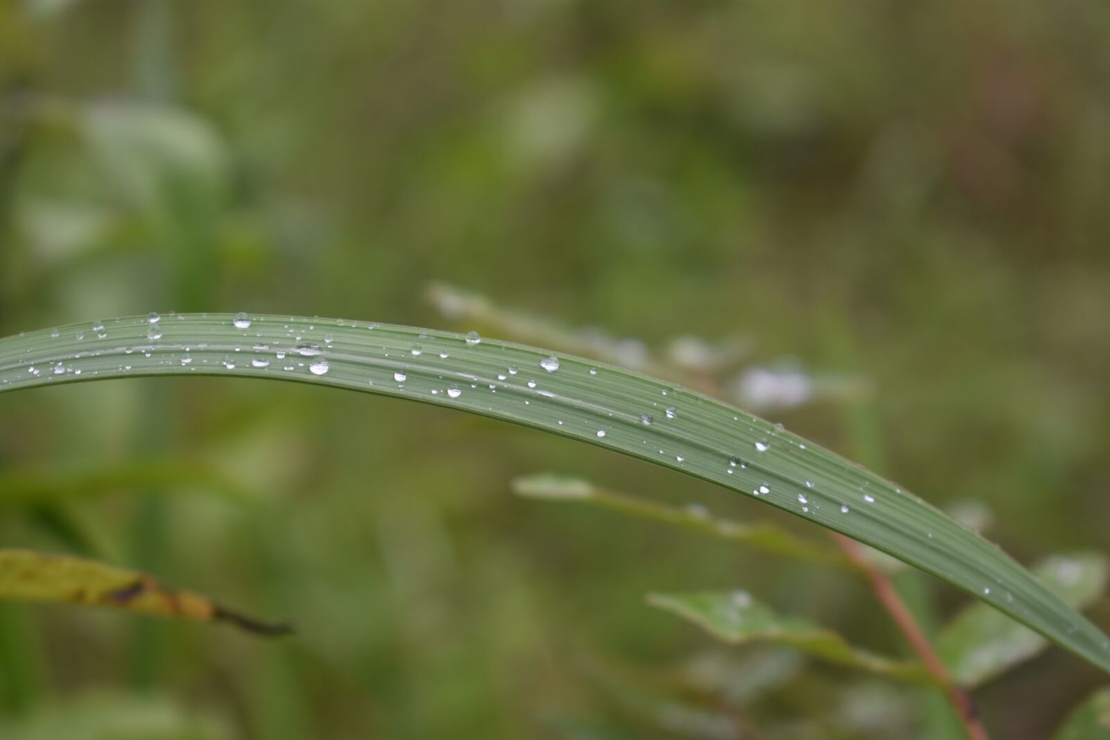 Nikon D3400 sample photo. Dew, reed, waterdrop photography