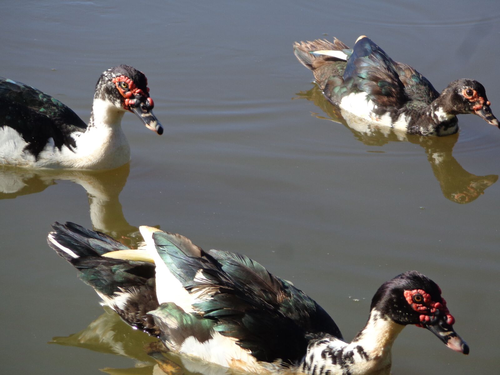 Sony Cyber-shot DSC-W690 sample photo. Ducks, wild ducks, nature photography