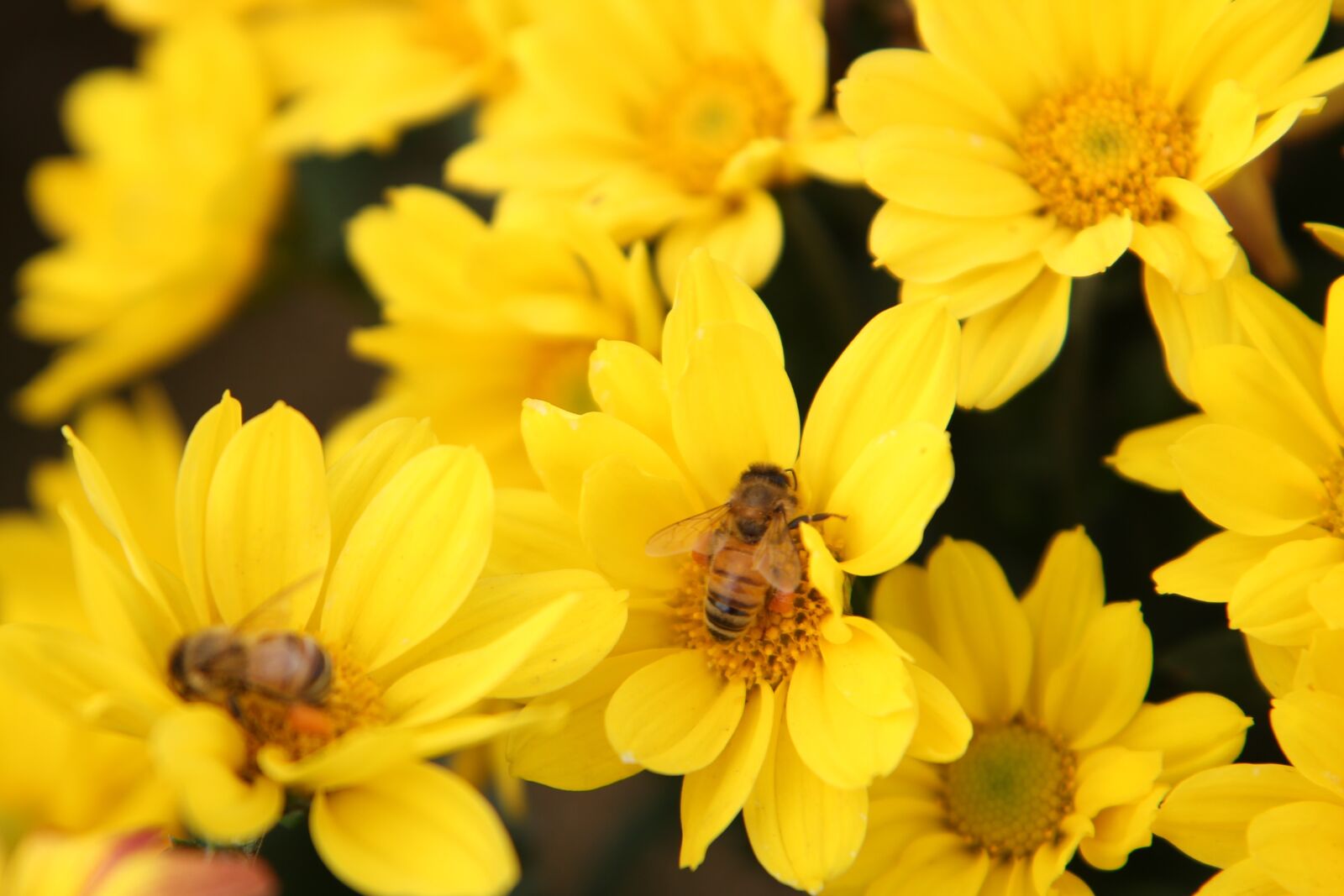 Canon EOS 60D sample photo. Autumn, nature, landscape photography