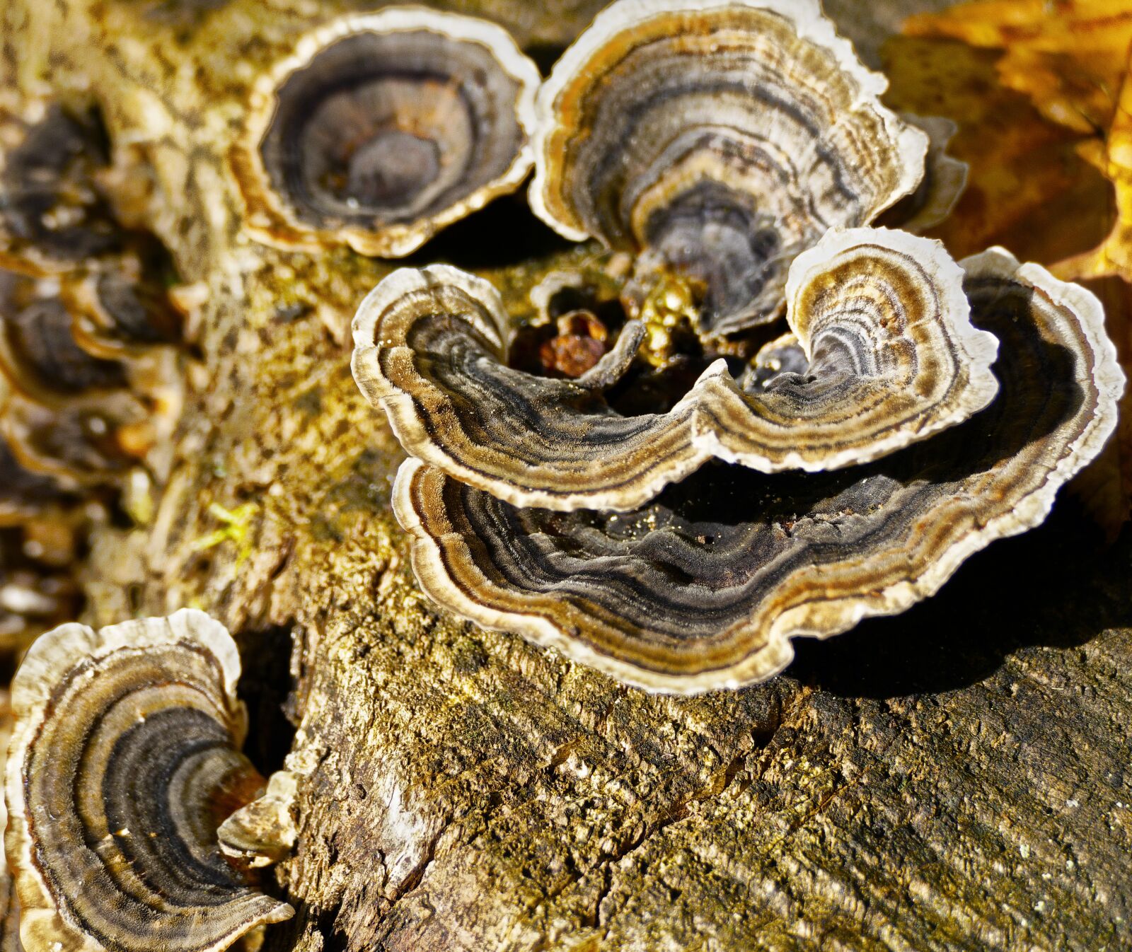 Panasonic Lumix DMC-FZ1000 sample photo. Tree fungus, butterfly ovinus photography