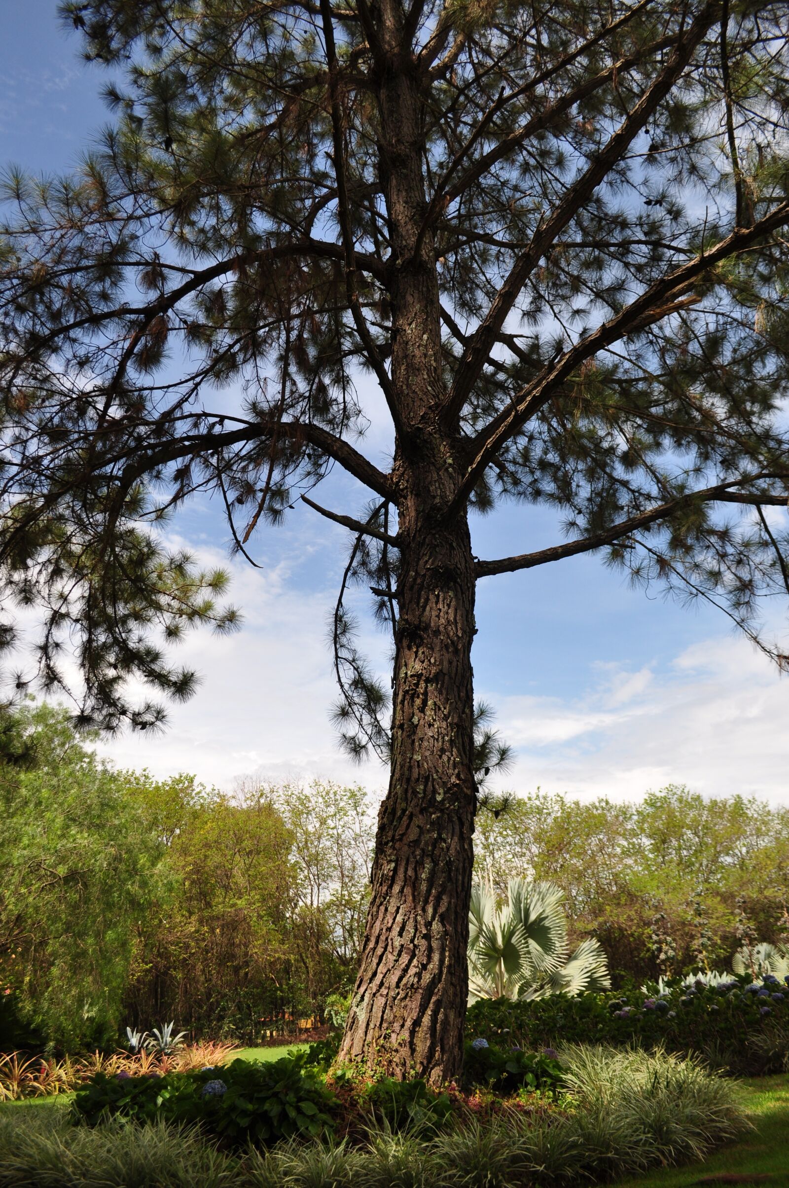 Nikon D5000 sample photo. Garden, landscape, flowers photography