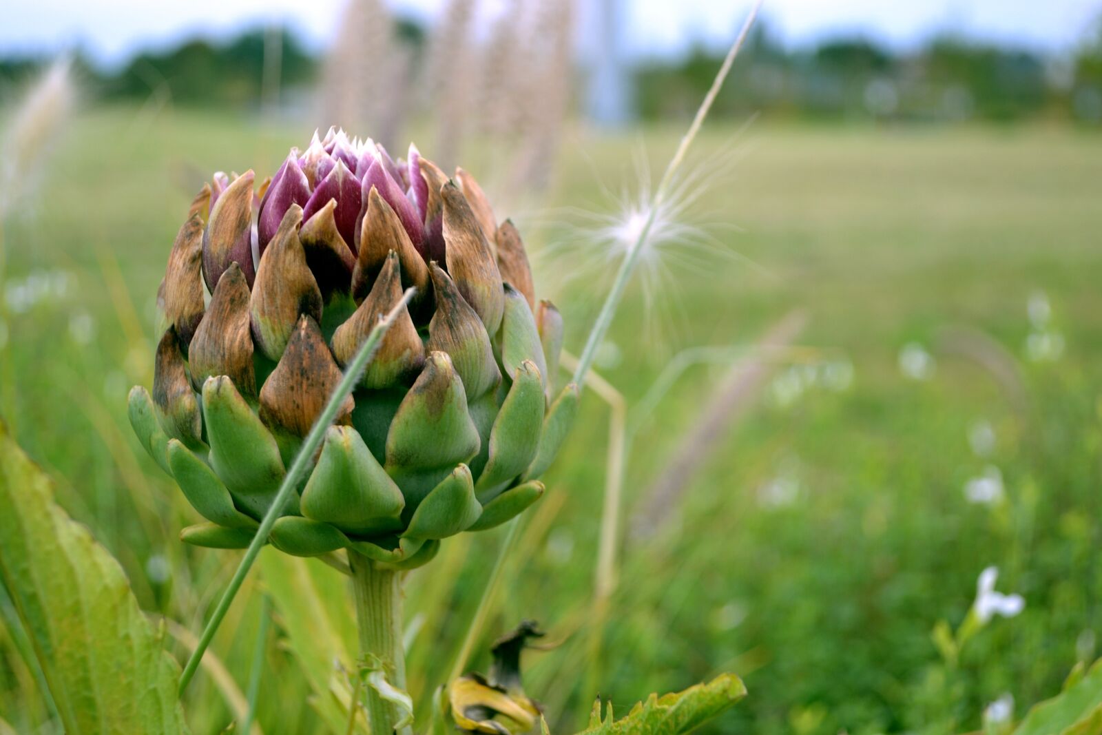 Nikon D3100 sample photo. Nature, meadow, flower photography