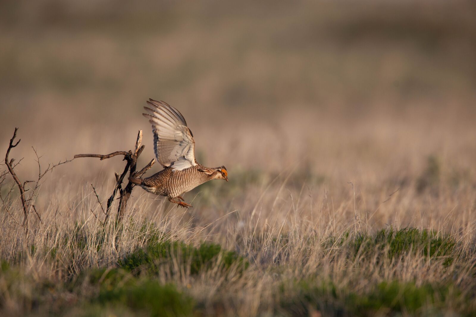 Canon EOS 5D Mark II sample photo. Lesser prairie bird, flying photography