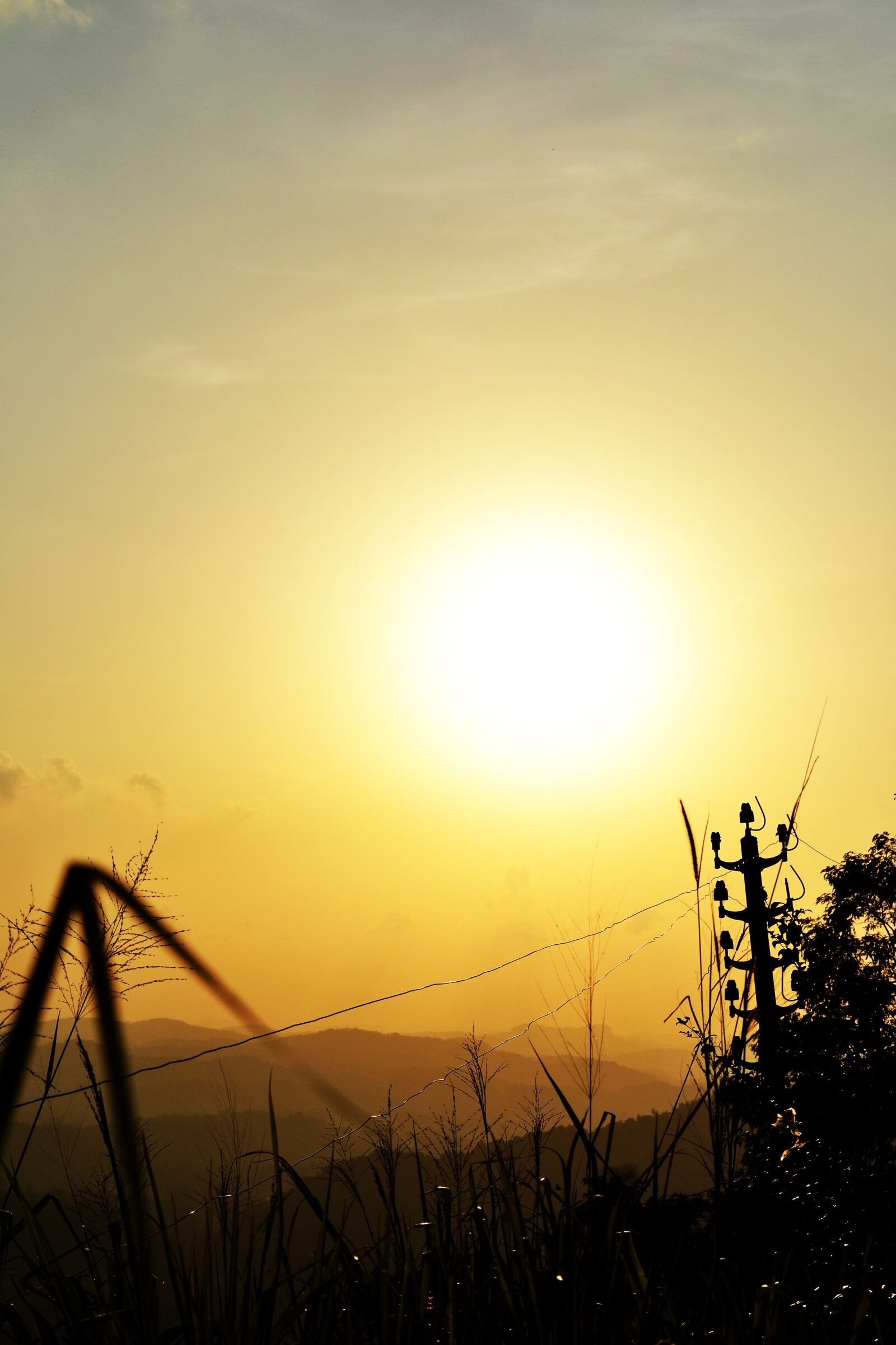 Nikon D3100 sample photo. Sun set, plant, nature photography
