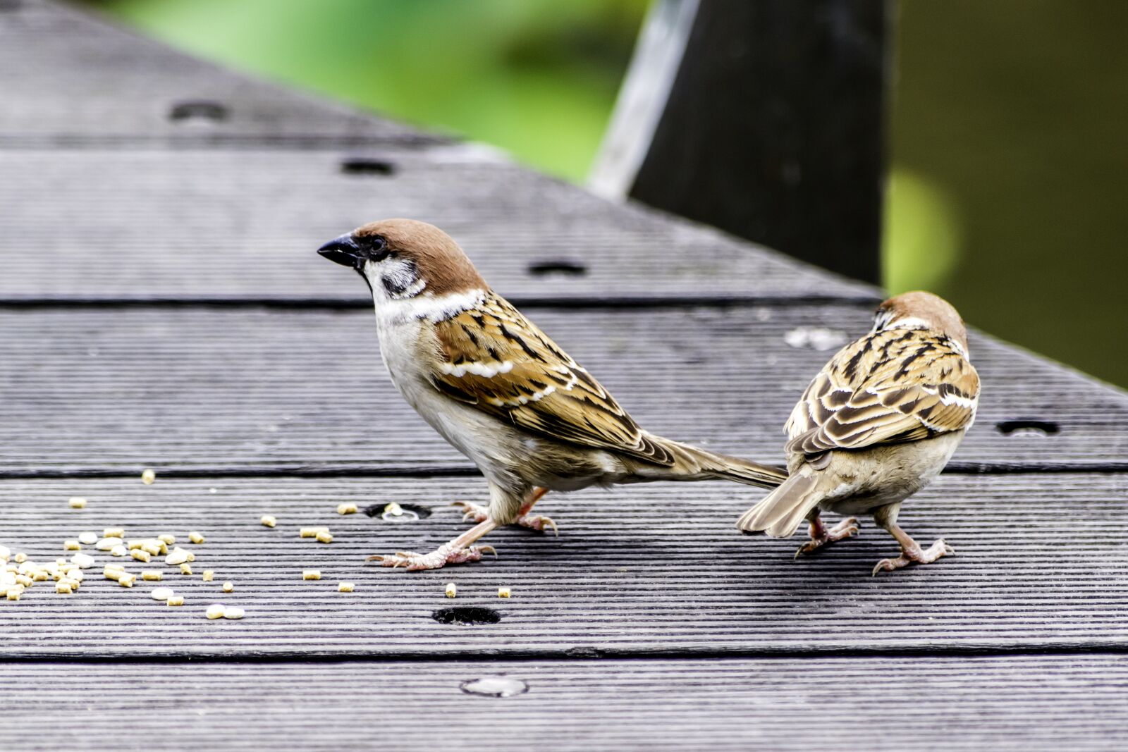 Nikon D5500 sample photo. Bird, nature, wildlife photography