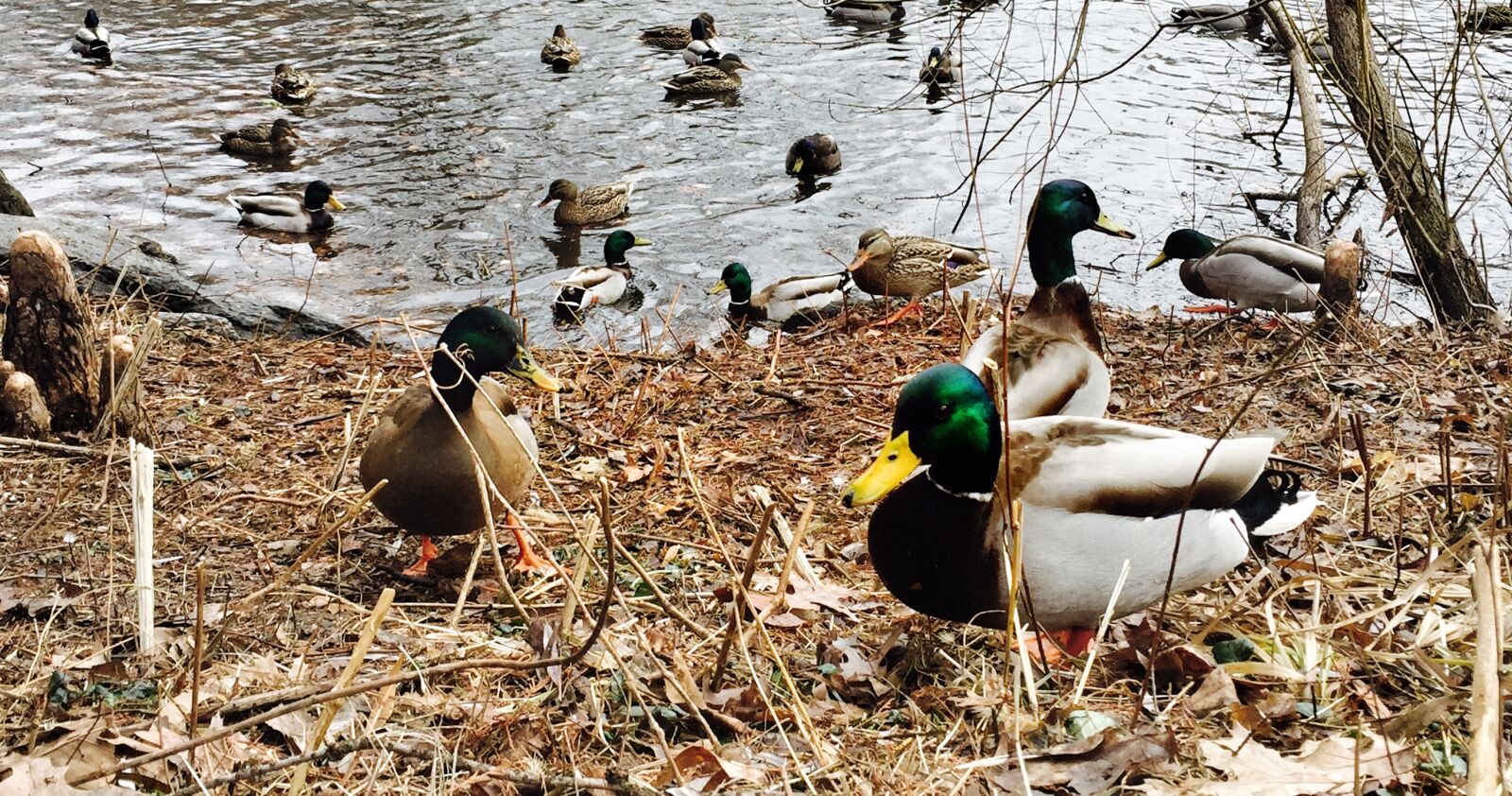 iPhone 6 back camera 4.15mm f/2.2 sample photo. Ducks photography