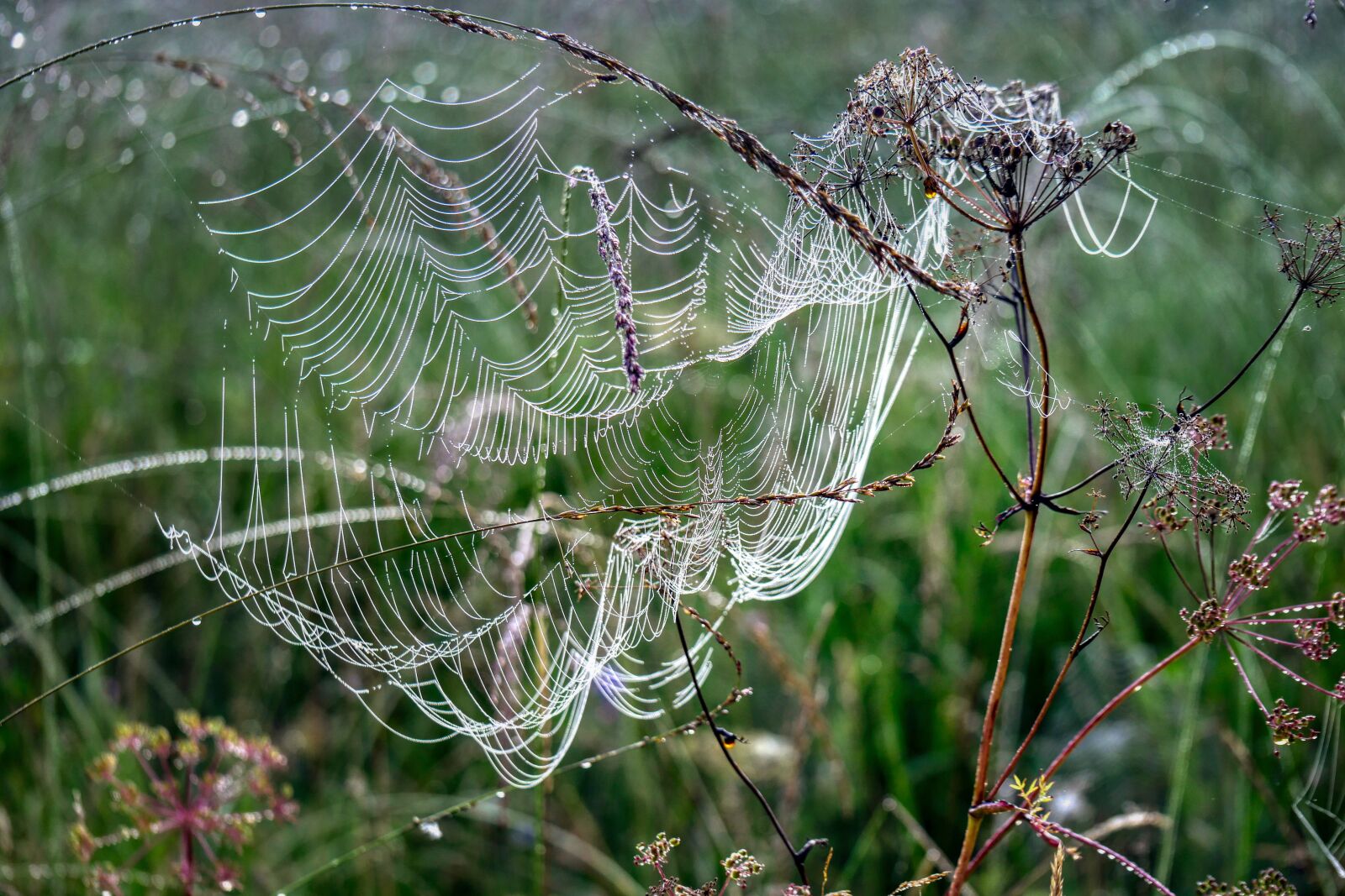 Panasonic Lumix DMC-GX8 sample photo. Spider webs, meadow, autumn photography