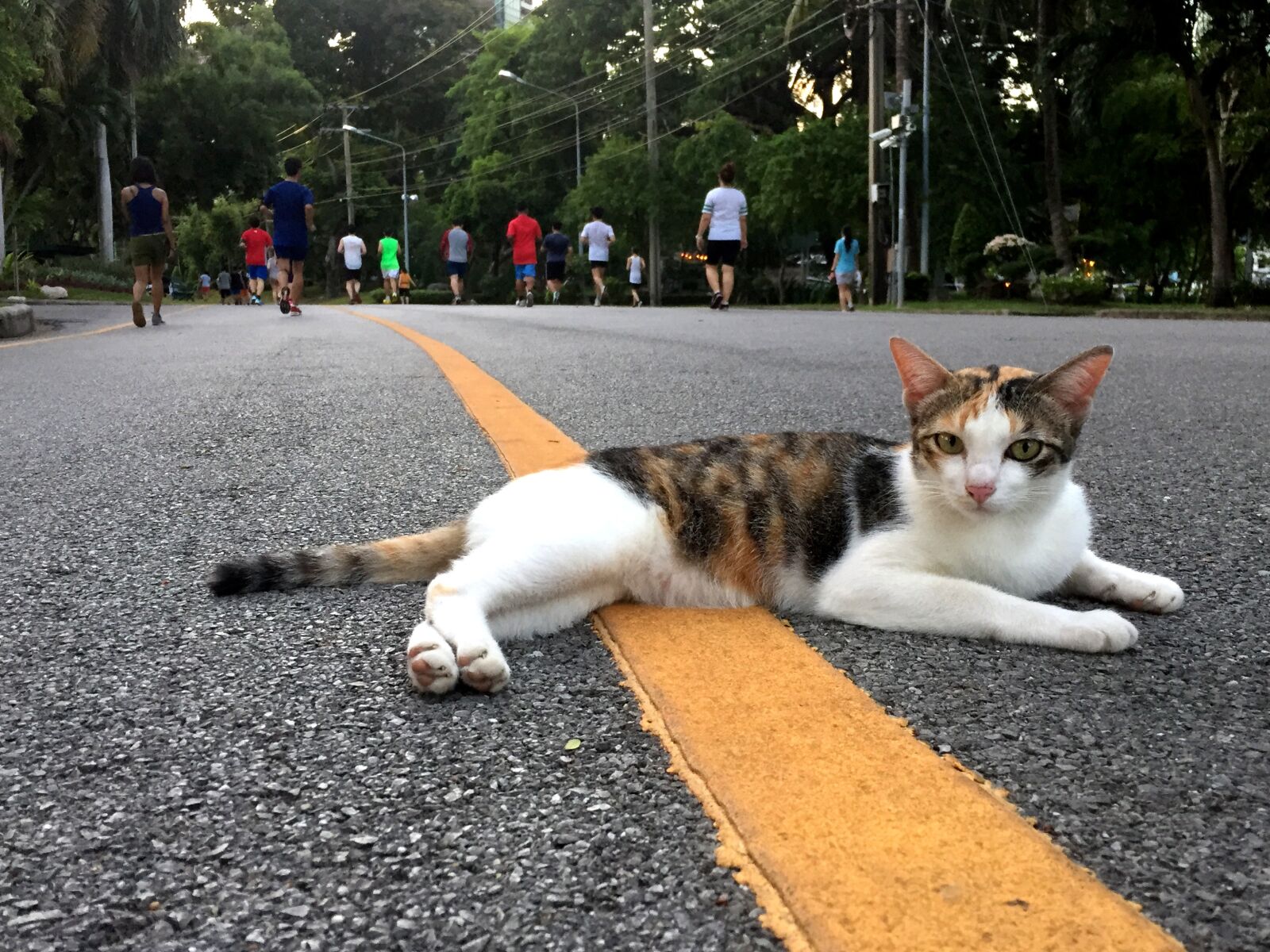 Apple iPhone 6 sample photo. Cat, thailand, animal photography