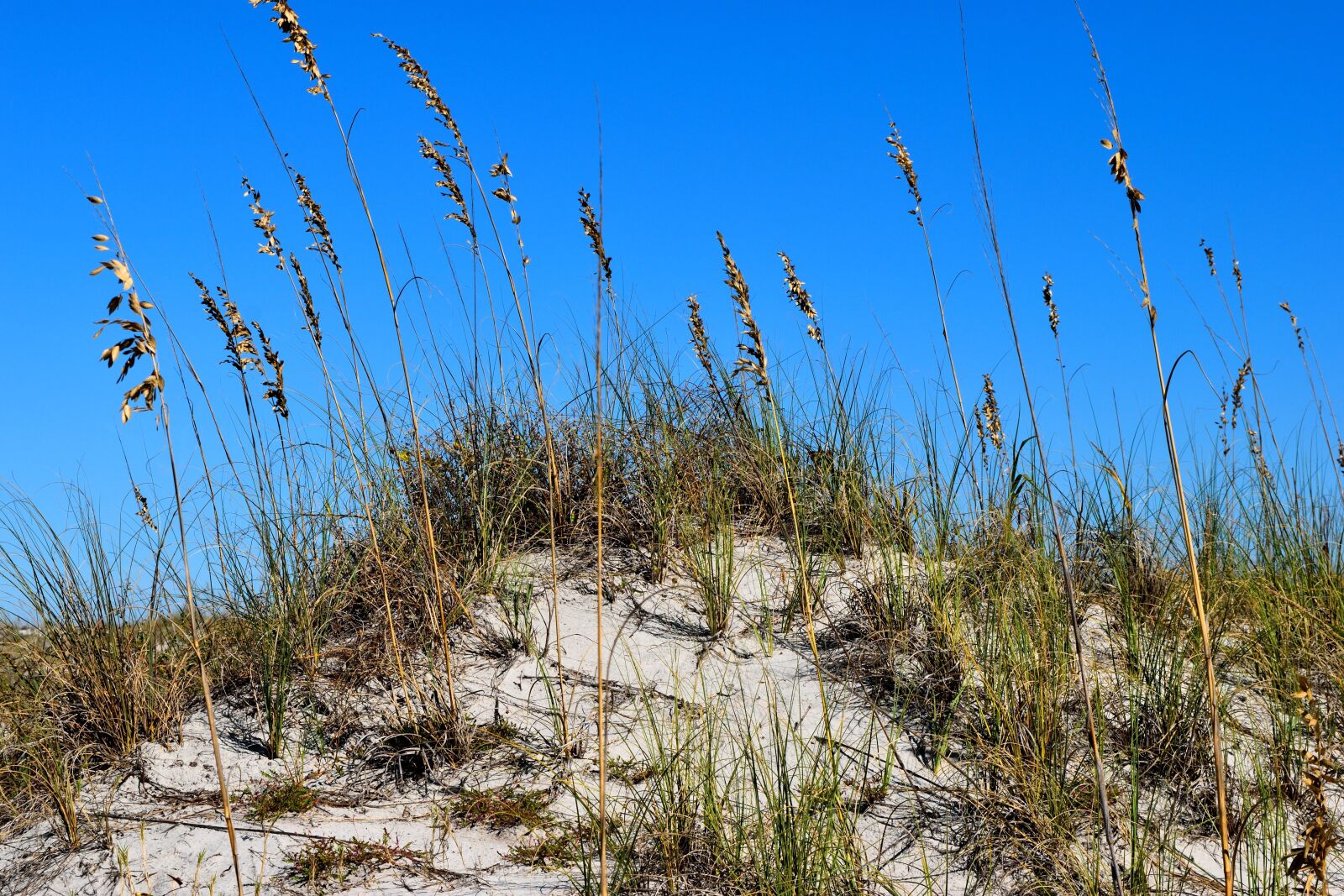 Nikon D3300 sample photo. Sea oats, sand dune photography