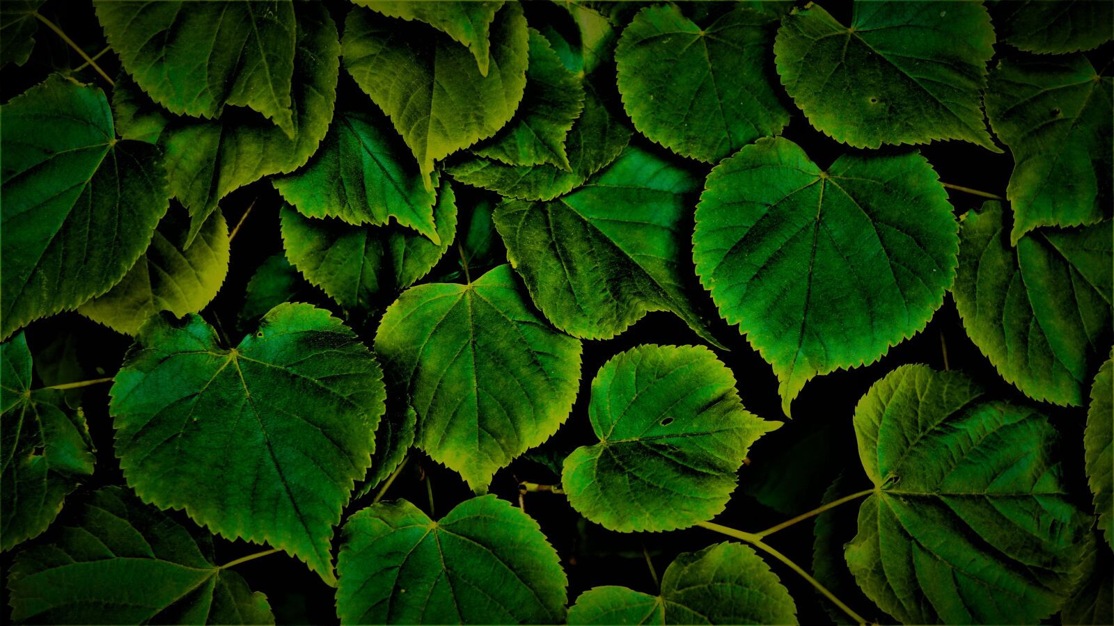 Sony E 30mm F3.5 Macro sample photo. Leaves, green, chlorophyll photography