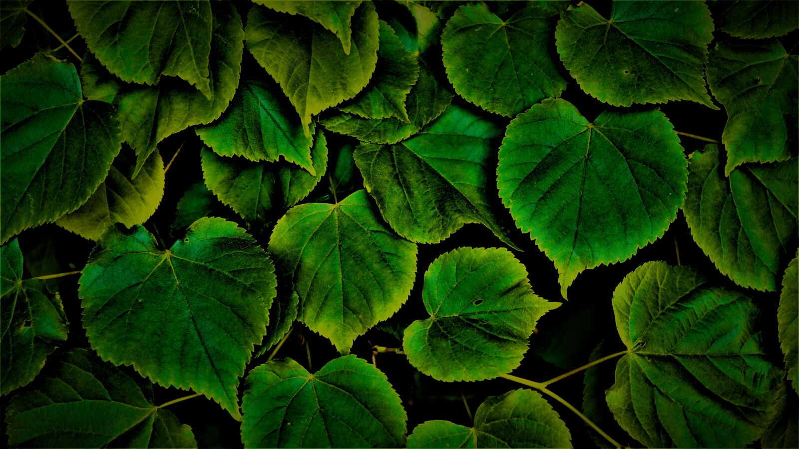 Sony a6000 sample photo. Leaves, green, chlorophyll photography