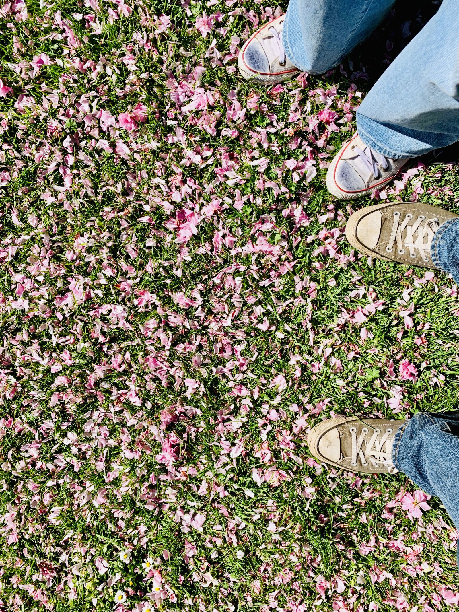 Apple iPhone XR sample photo. Spring, park, grass photography
