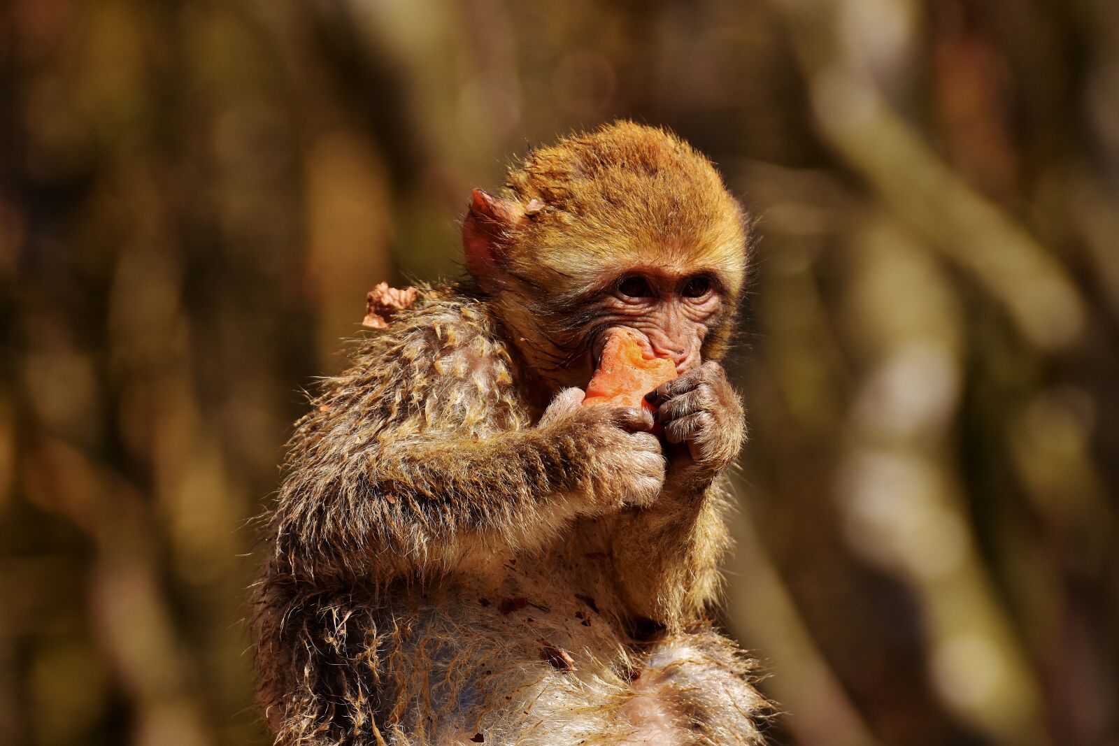 Nikon D7200 sample photo. Barbary ape, eat, carrot photography