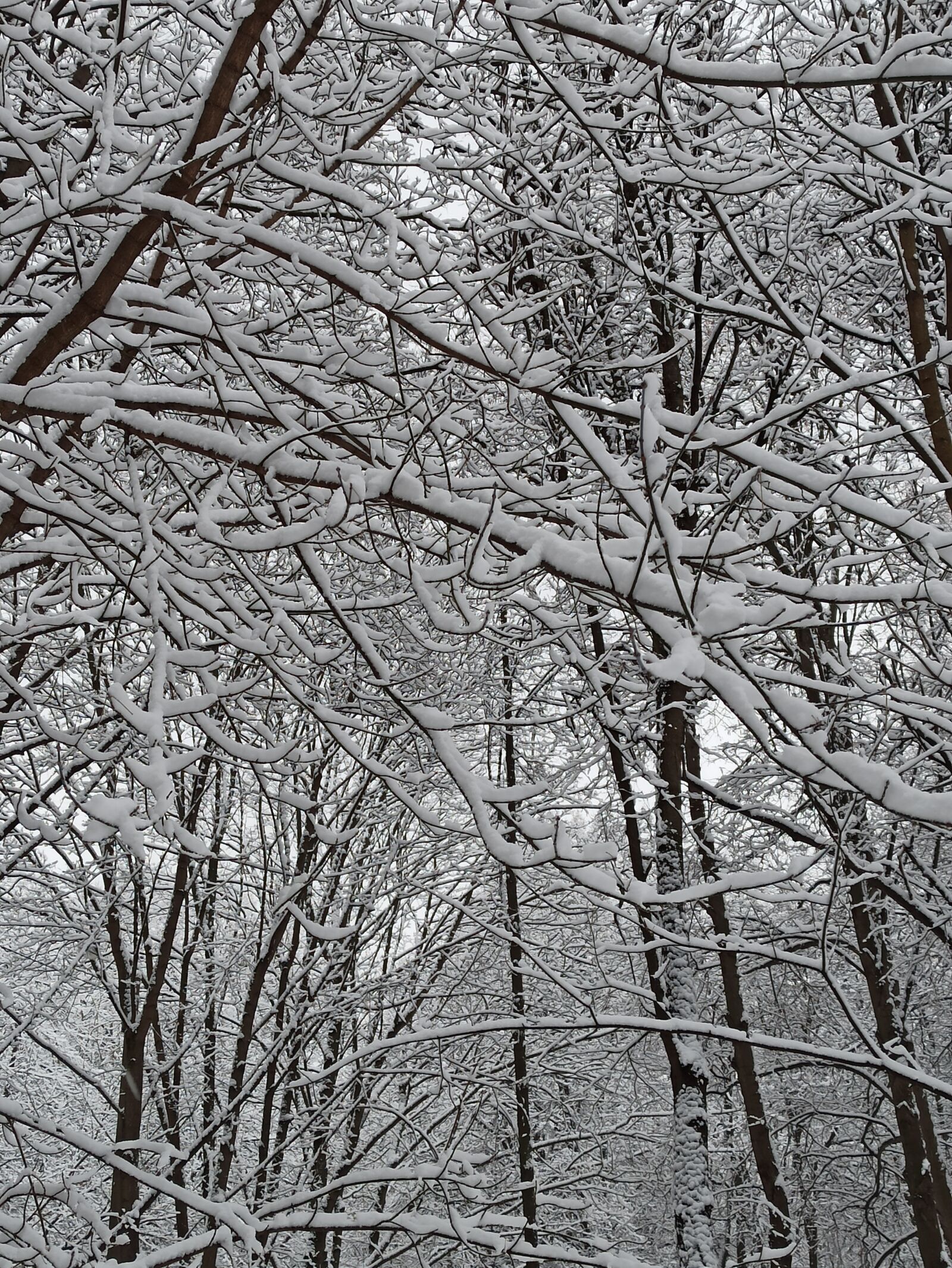 Xiaomi Redmi Note 8 Pro sample photo. Winter, snow, the nature photography