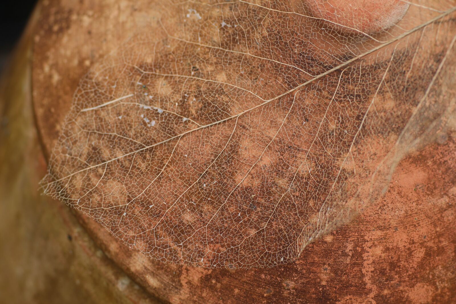 Canon EOS 600D (Rebel EOS T3i / EOS Kiss X5) sample photo. Leaf, spine, winter photography