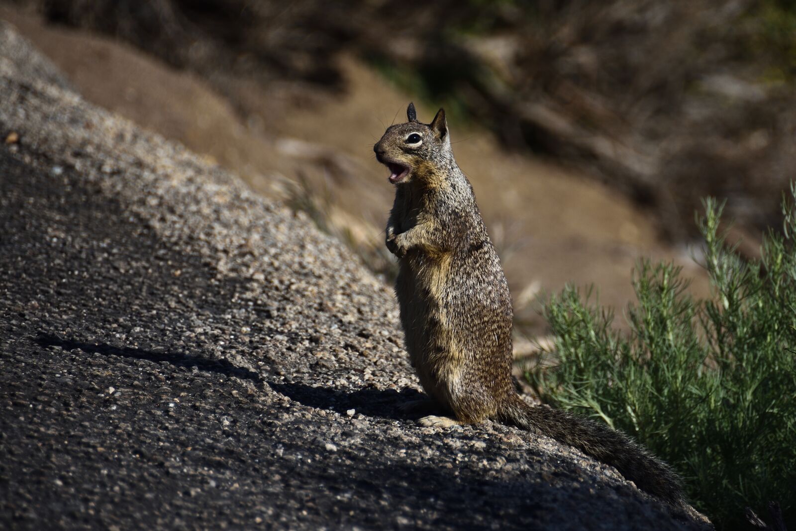 Nikon D7200 sample photo. Squirrel, nature, animal photography