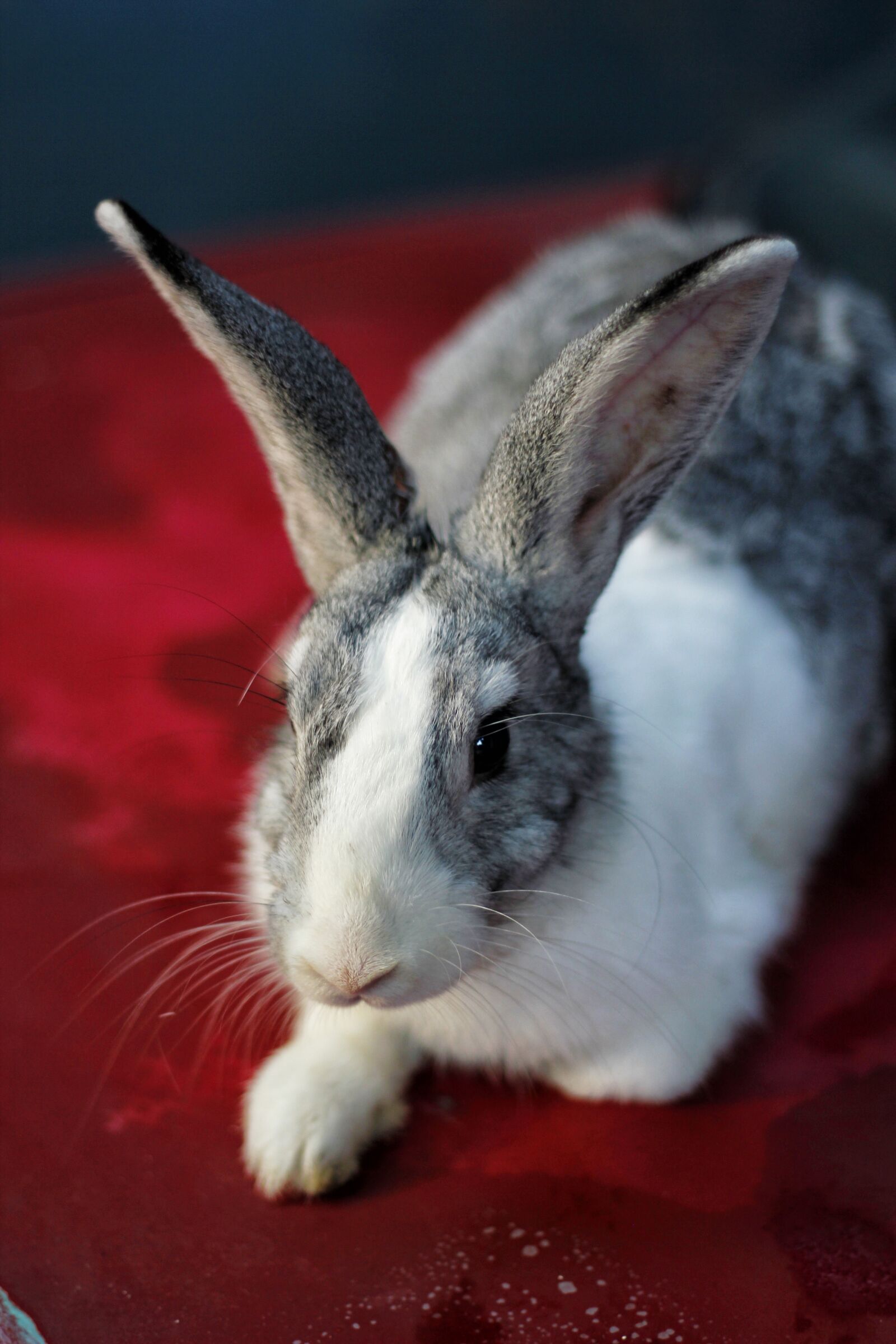 Canon EOS 550D (EOS Rebel T2i / EOS Kiss X4) sample photo. Rabbit, bunny, animal photography