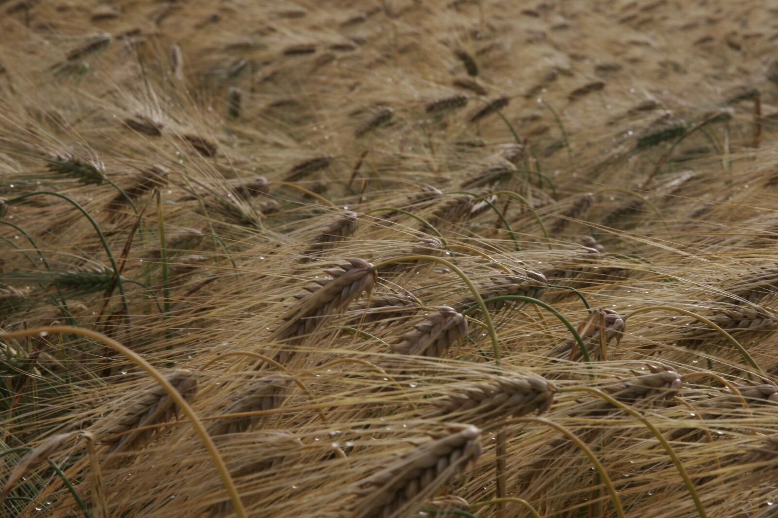 Canon EOS 20D sample photo. Autumn, cereals, agriculture photography