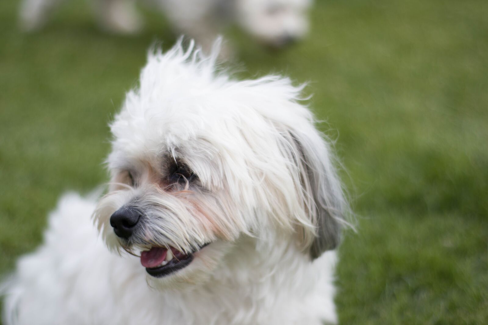 Canon EOS M50 (EOS Kiss M) sample photo. Dog, animal, pet photography