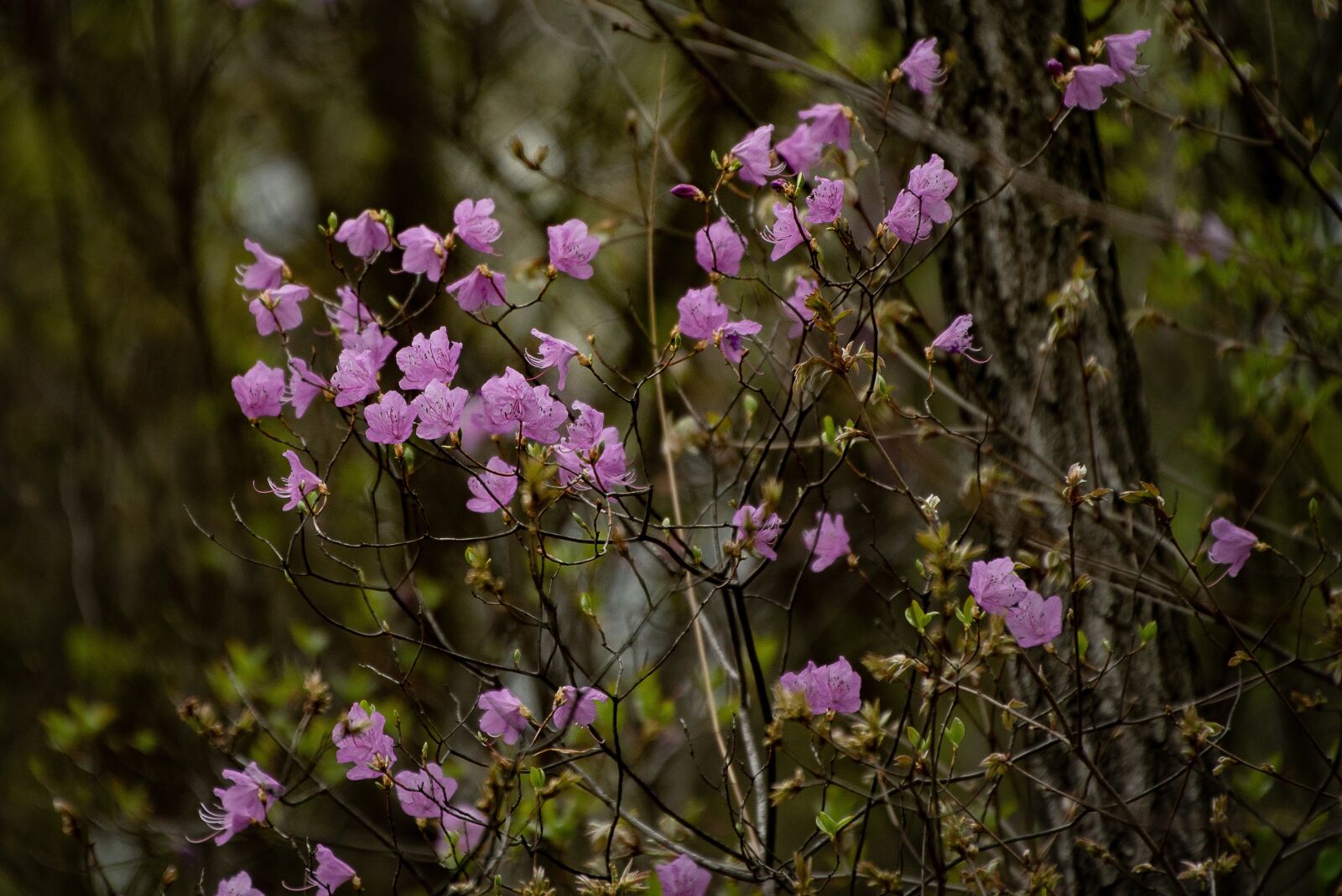 Sony a7S II sample photo. Spring, flower, plant photography