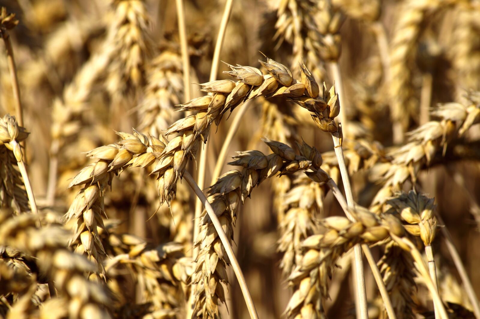 Sony SLT-A58 sample photo. Wheat, cereals, harvest photography