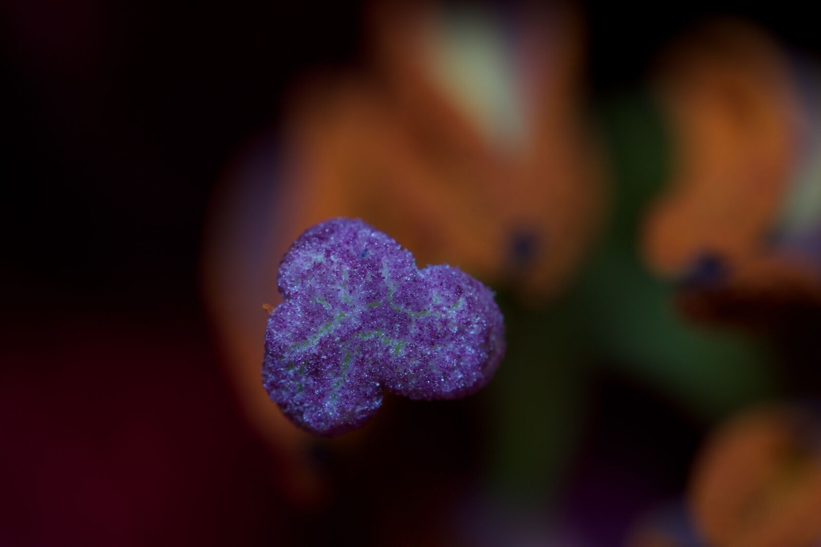 Canon EOS 7D sample photo. Macro, purple, pistil photography
