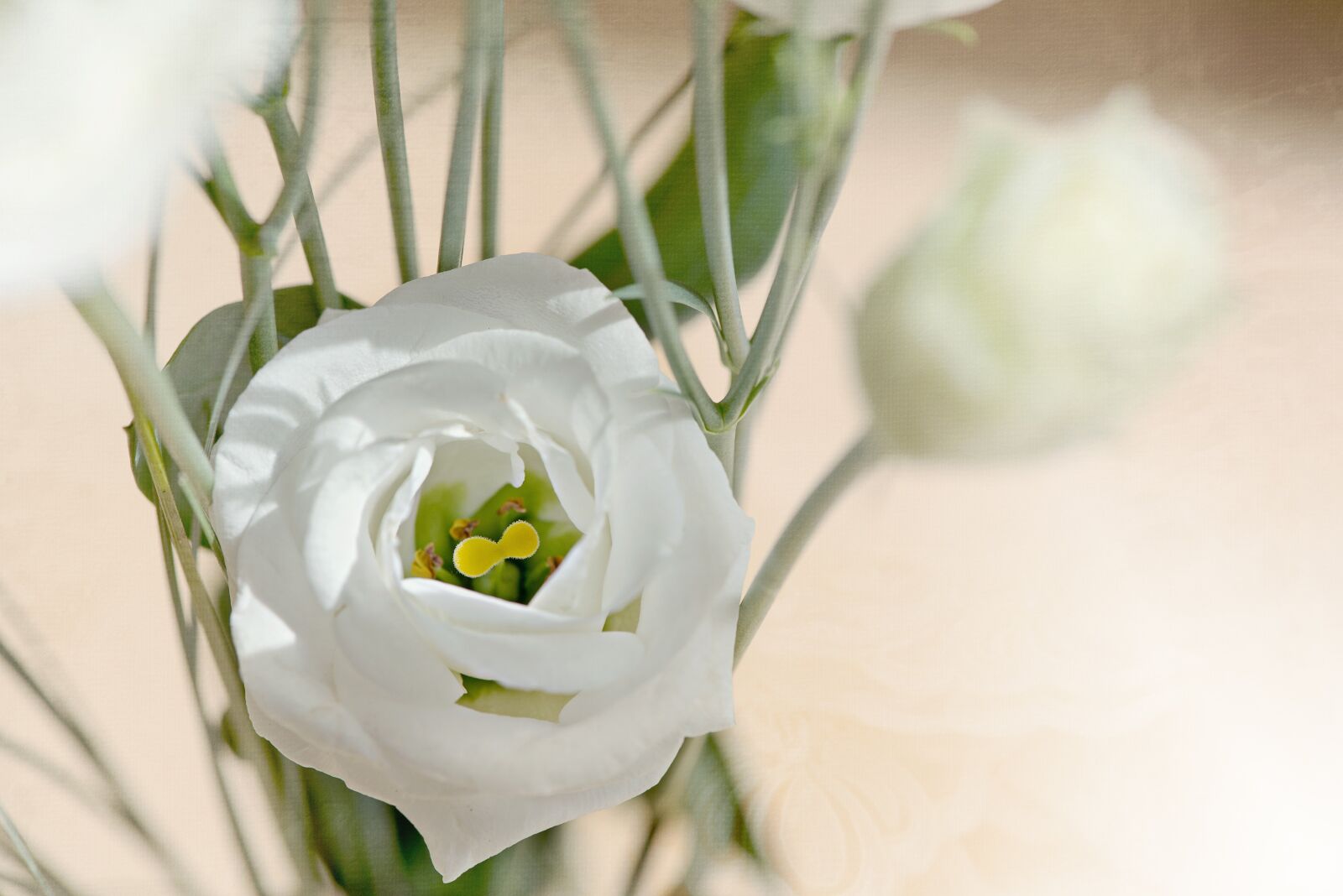 Nikon D750 sample photo. Lisianthus, flower, blossom photography