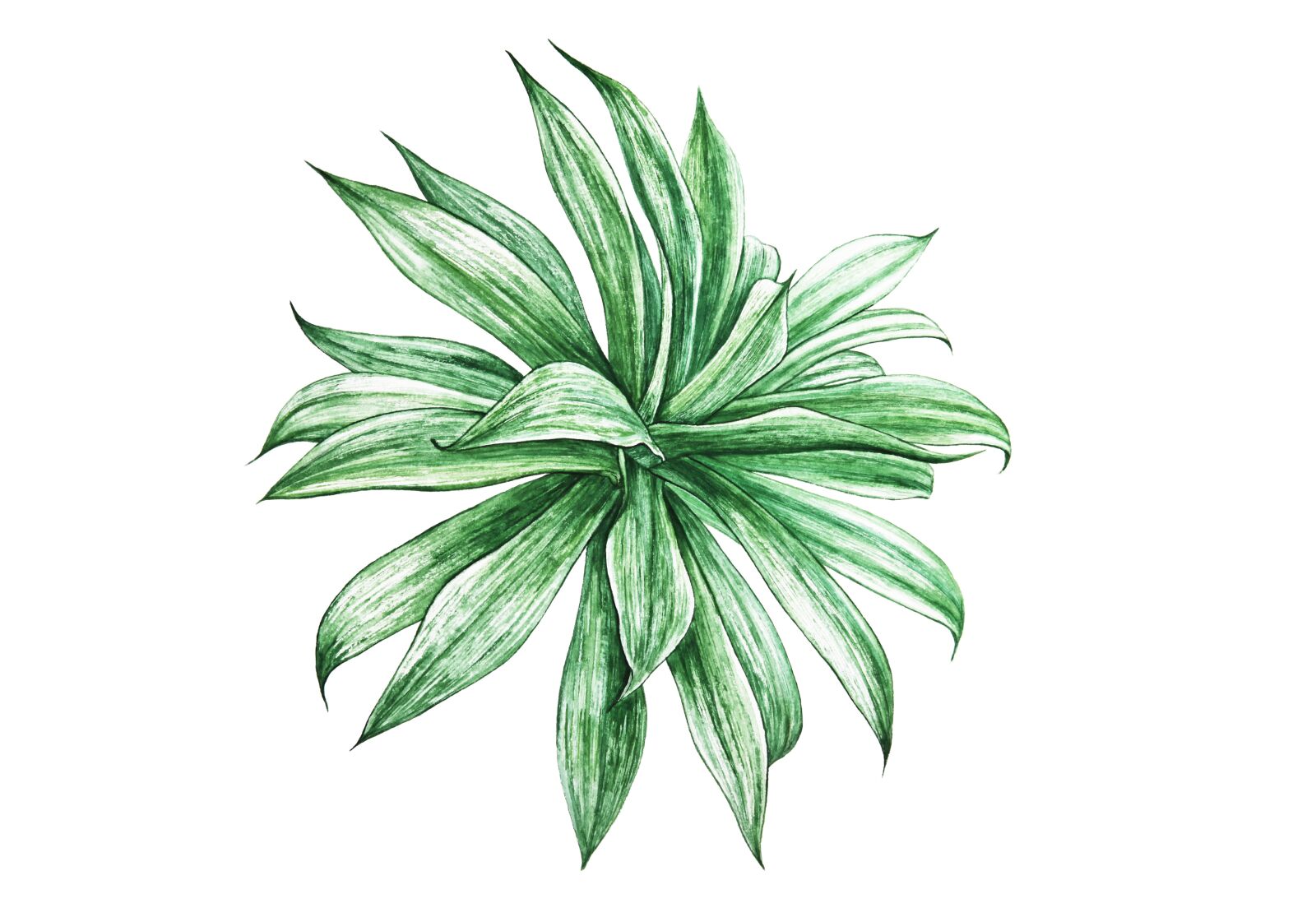 Canon EOS 5D Mark II sample photo. Green, tropical, plant photography
