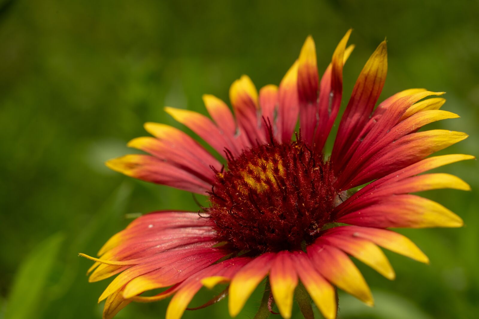 Sony a7 II + Sony FE 50mm F1.8 sample photo. Green, flower, nature photography